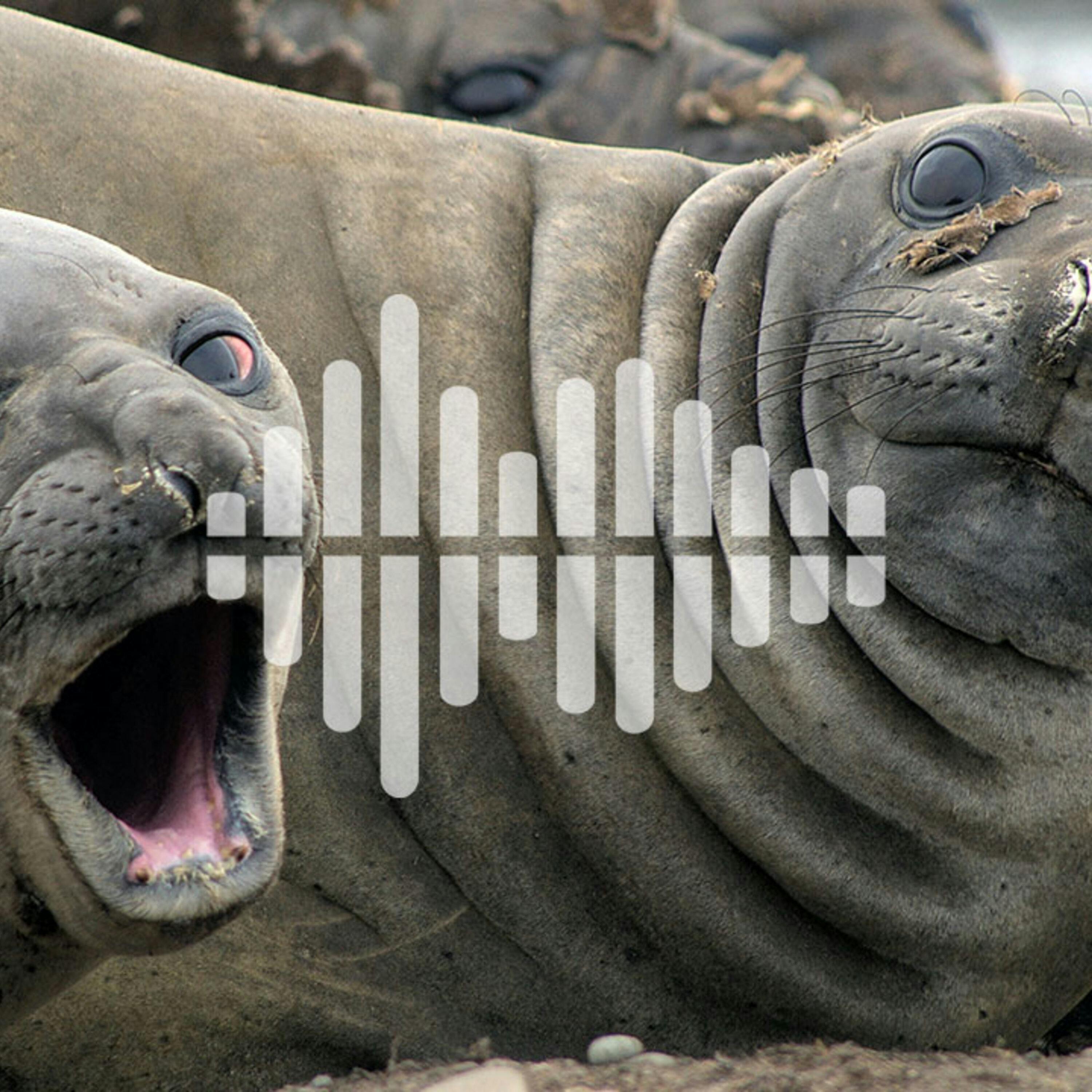 Mapping uncharted undersea volcanoes, and elephant seals dive deep to sleep