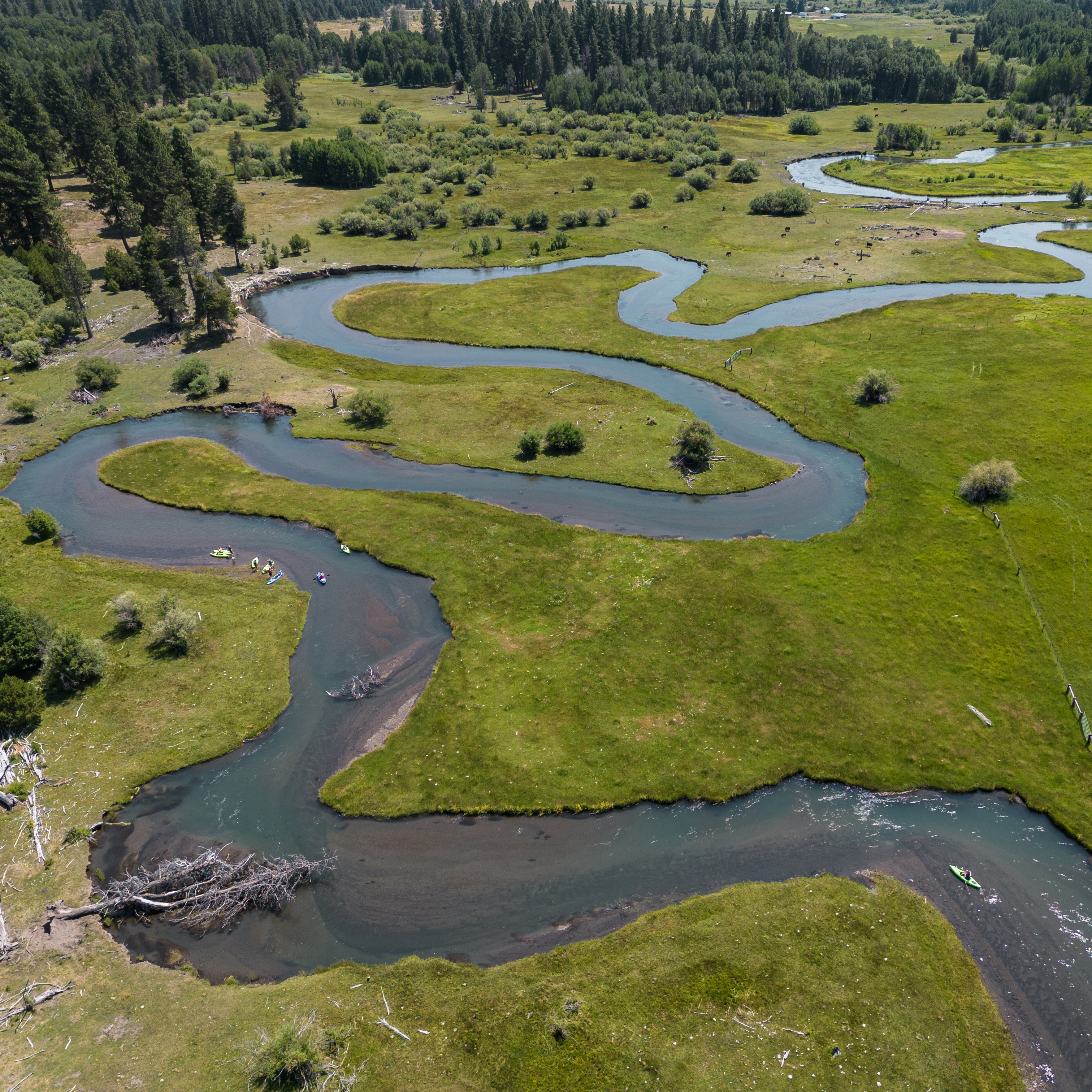 The Restorative Revolution: How Indigenous Leadership and Allyship Catalyzed  the Biggest River Restoration in US History