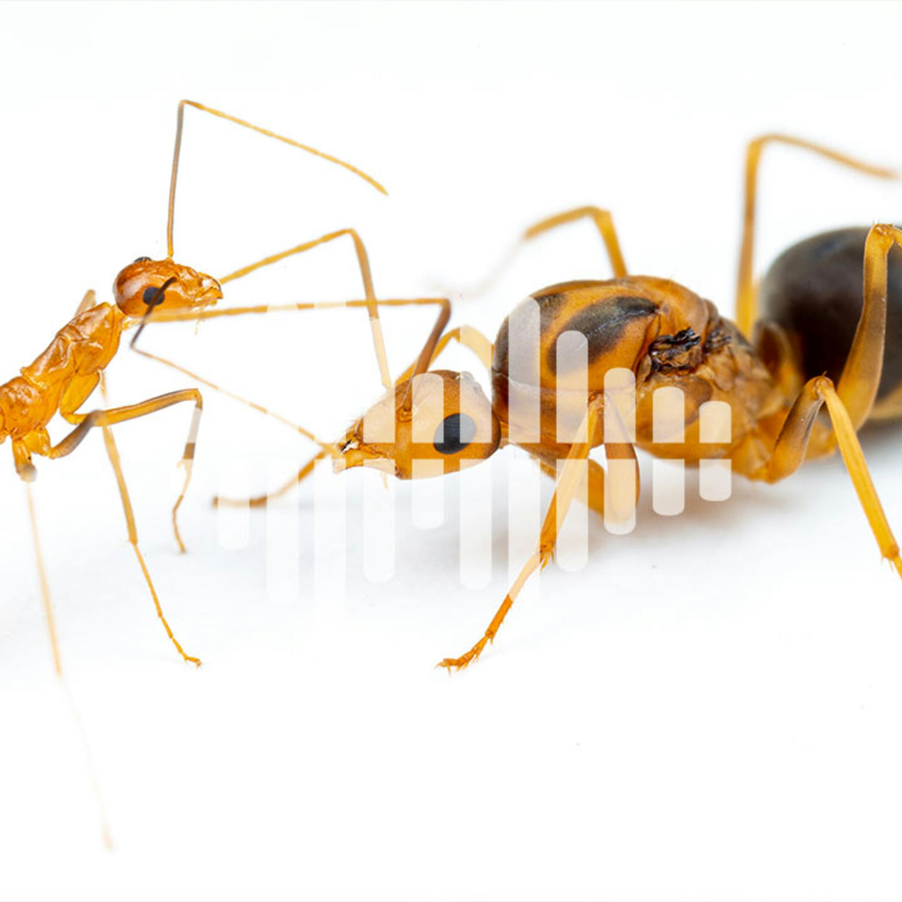 Why not vaccinate chickens against avian flu, and new form of reproduction found in yellow crazy ants