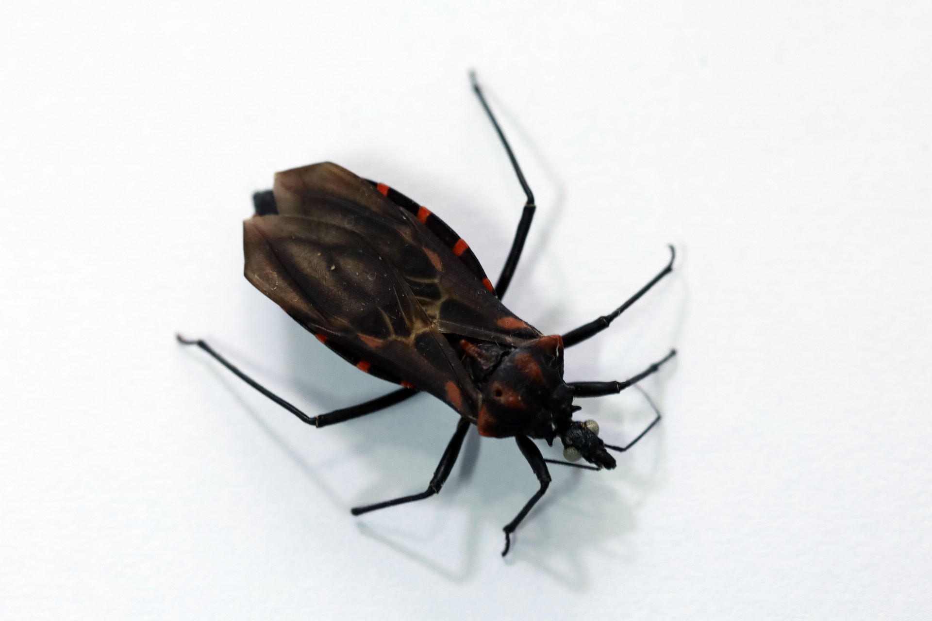 Ministério da Saúde monitora surto de doença de Chagas em município do Pará