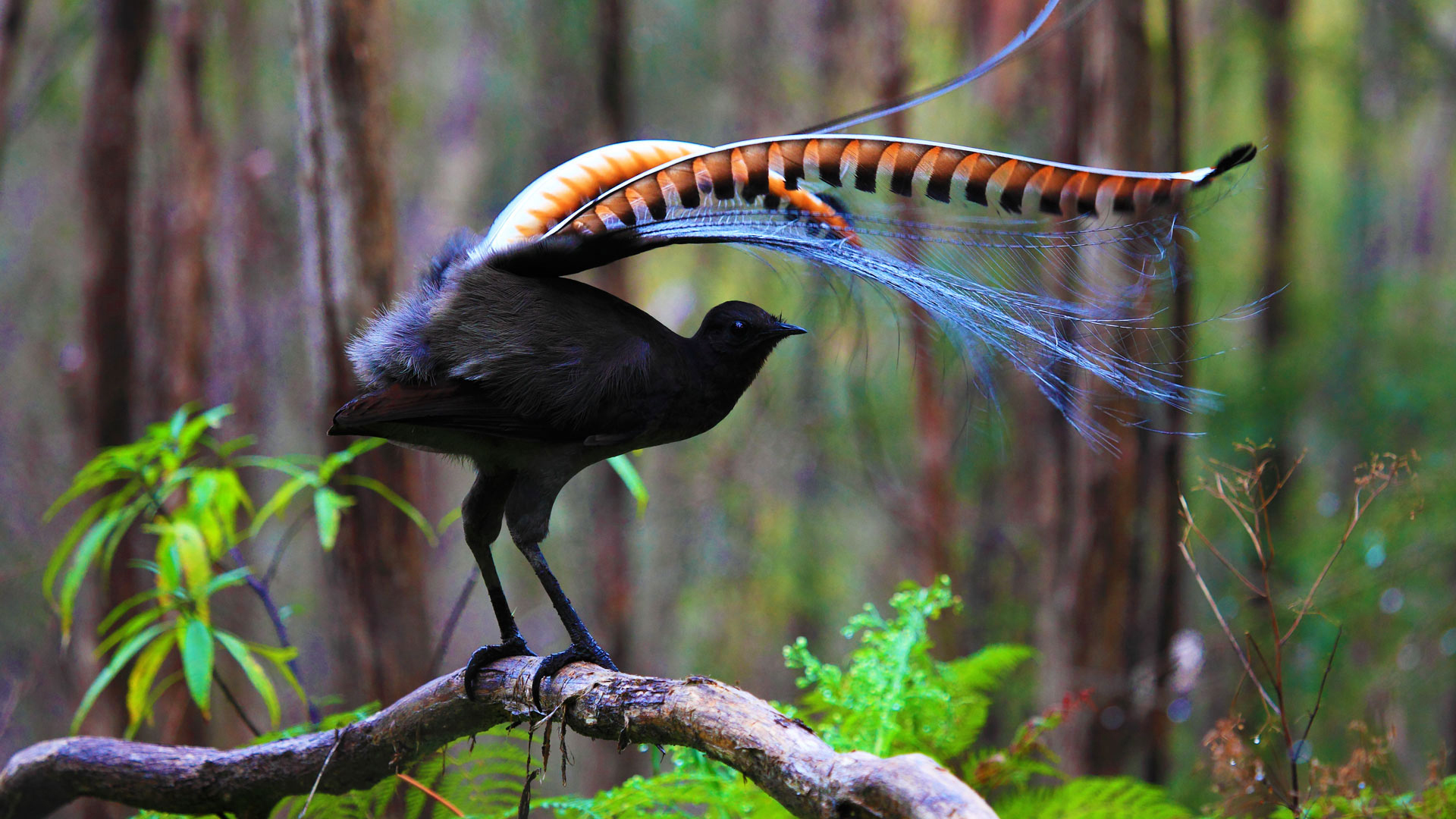 Nature's Mimic: The Lyrebird