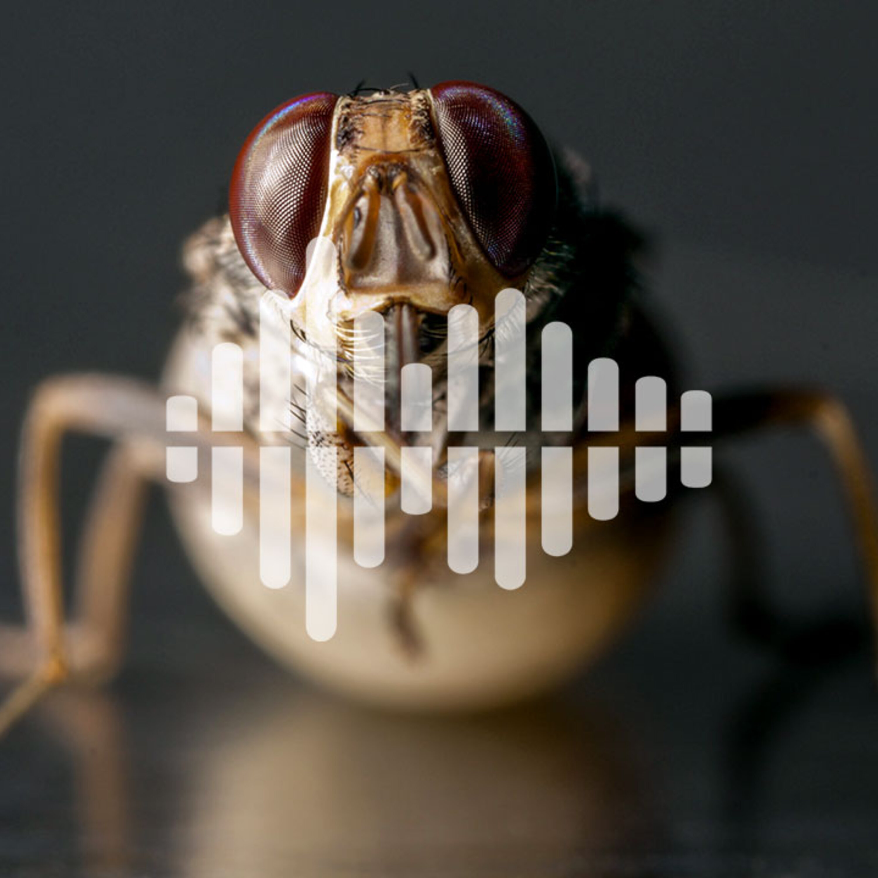 Shrinking MRI machines, and the smell of tsetse fly love