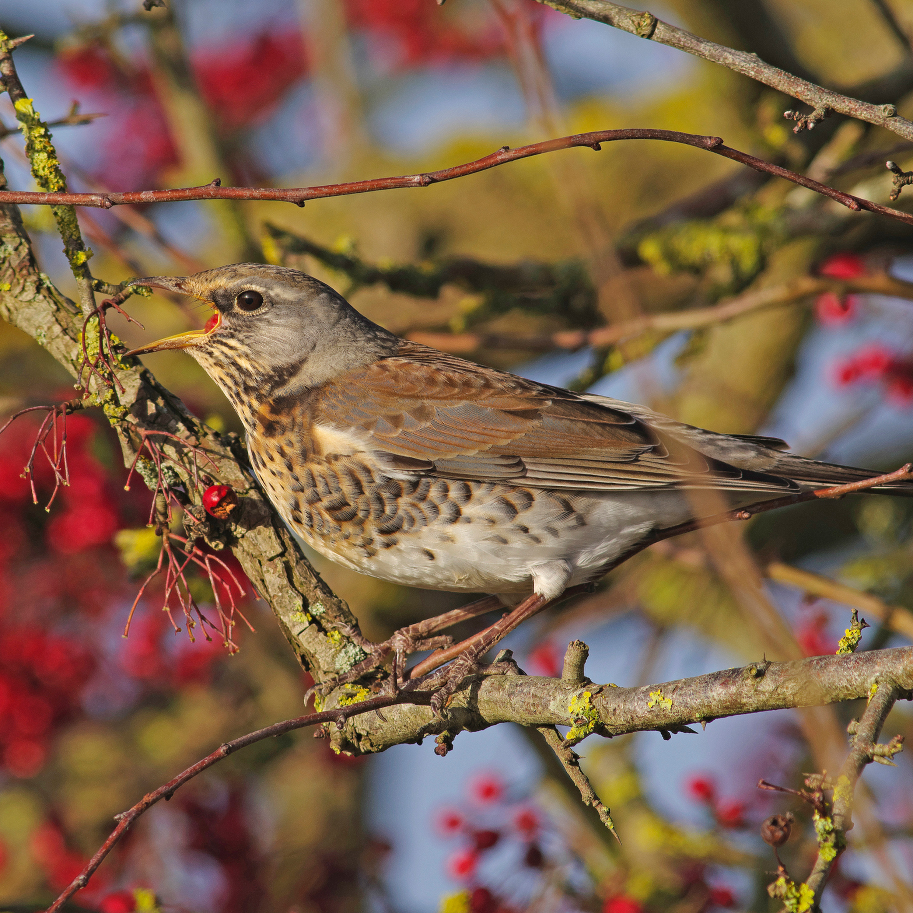 Sound Escape 216. Winter fieldfares mix with spring skylarks and starling as winter yields to spring