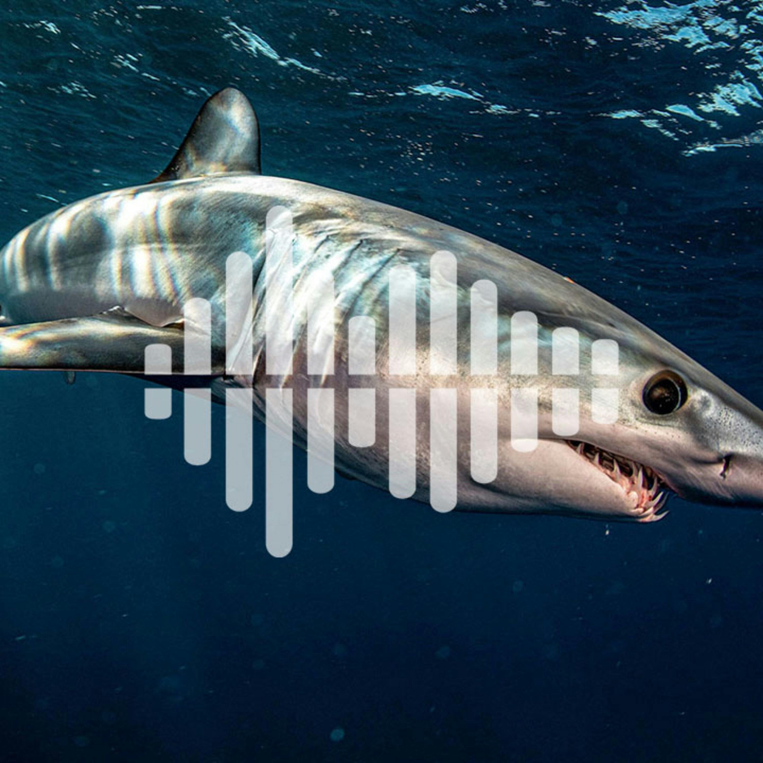 Using sharks to study ocean oxygen, and what ancient minerals teach us about early Earth