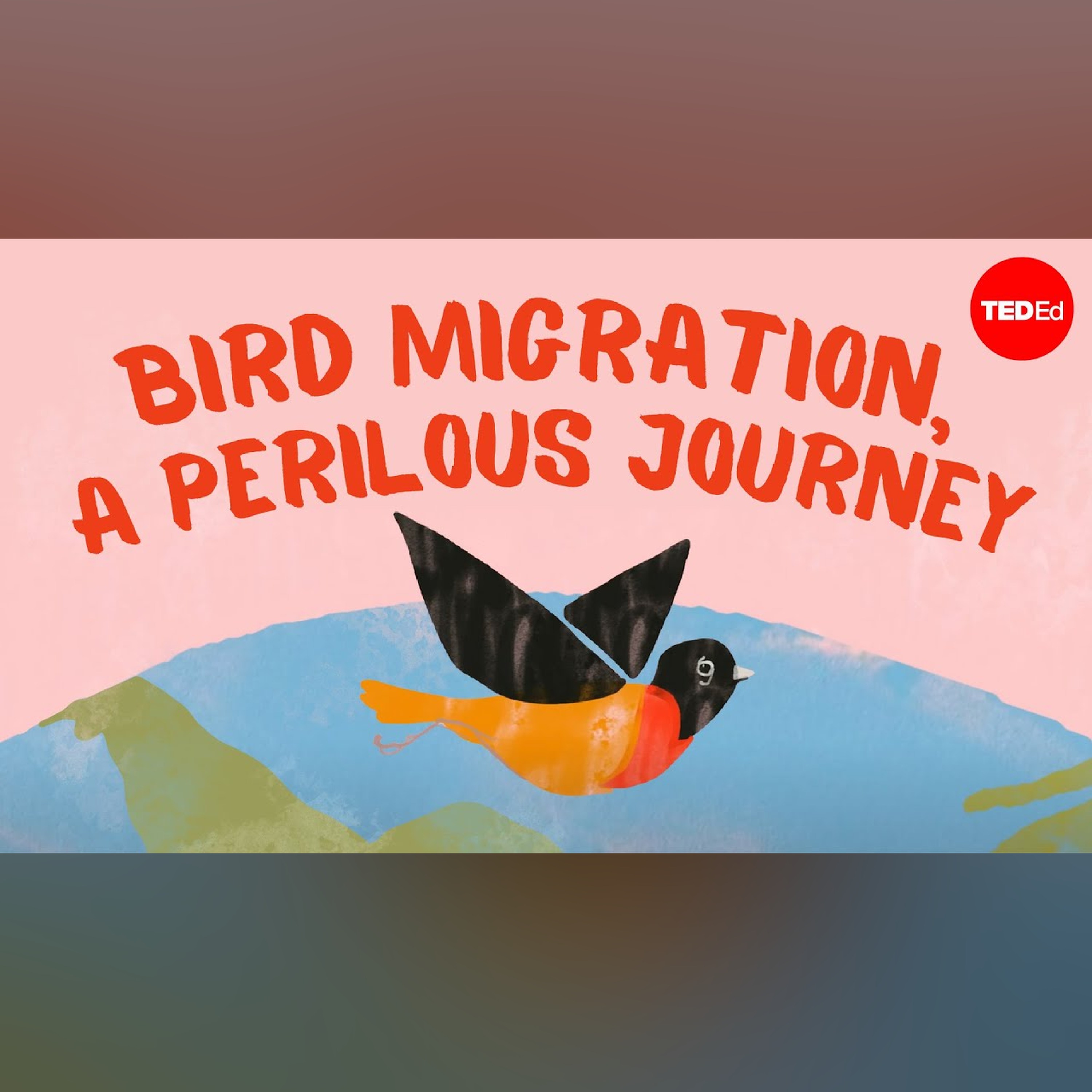 Bird migration, a perilous journey - Alyssa Klavans