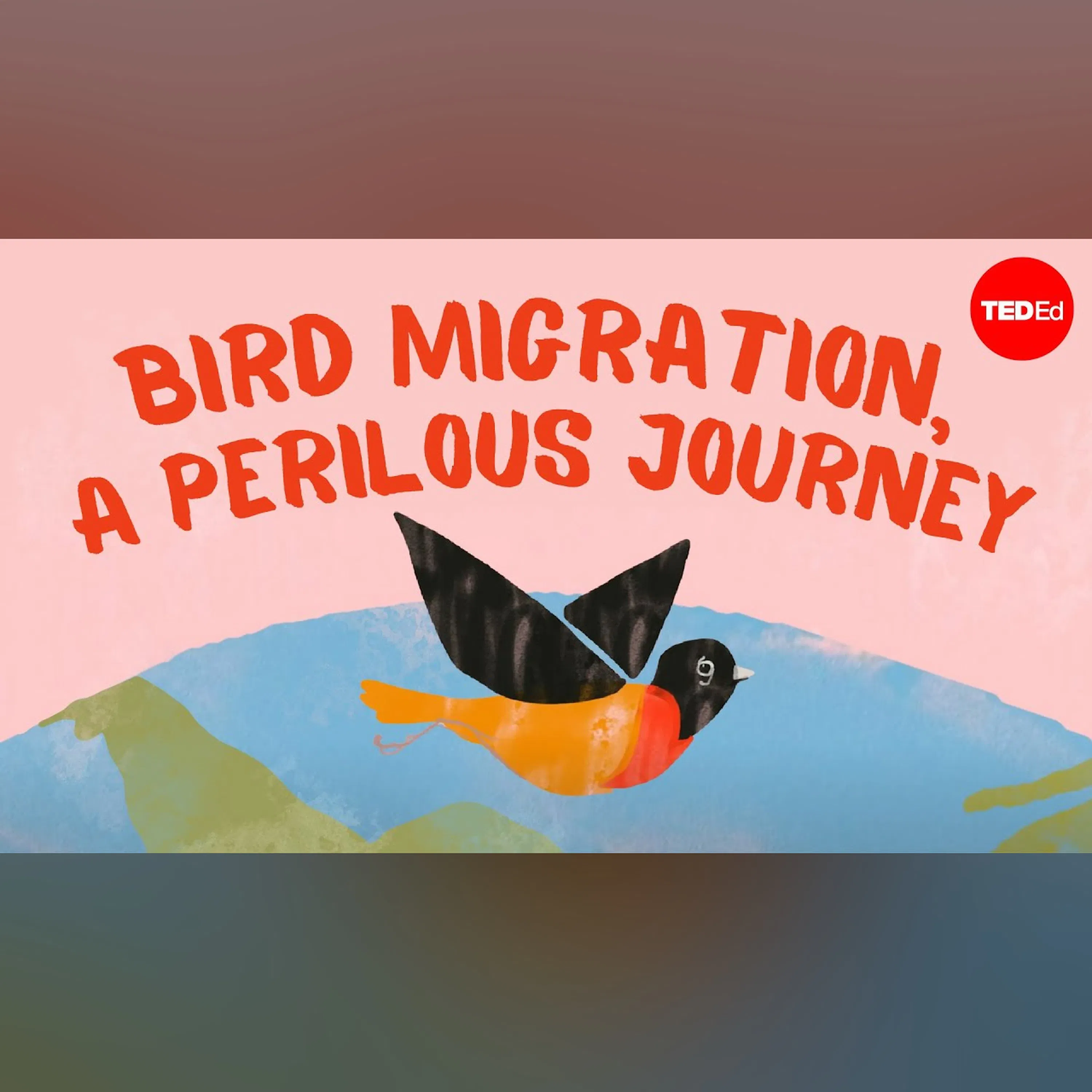 Bird migration, a perilous journey - Alyssa Klavans