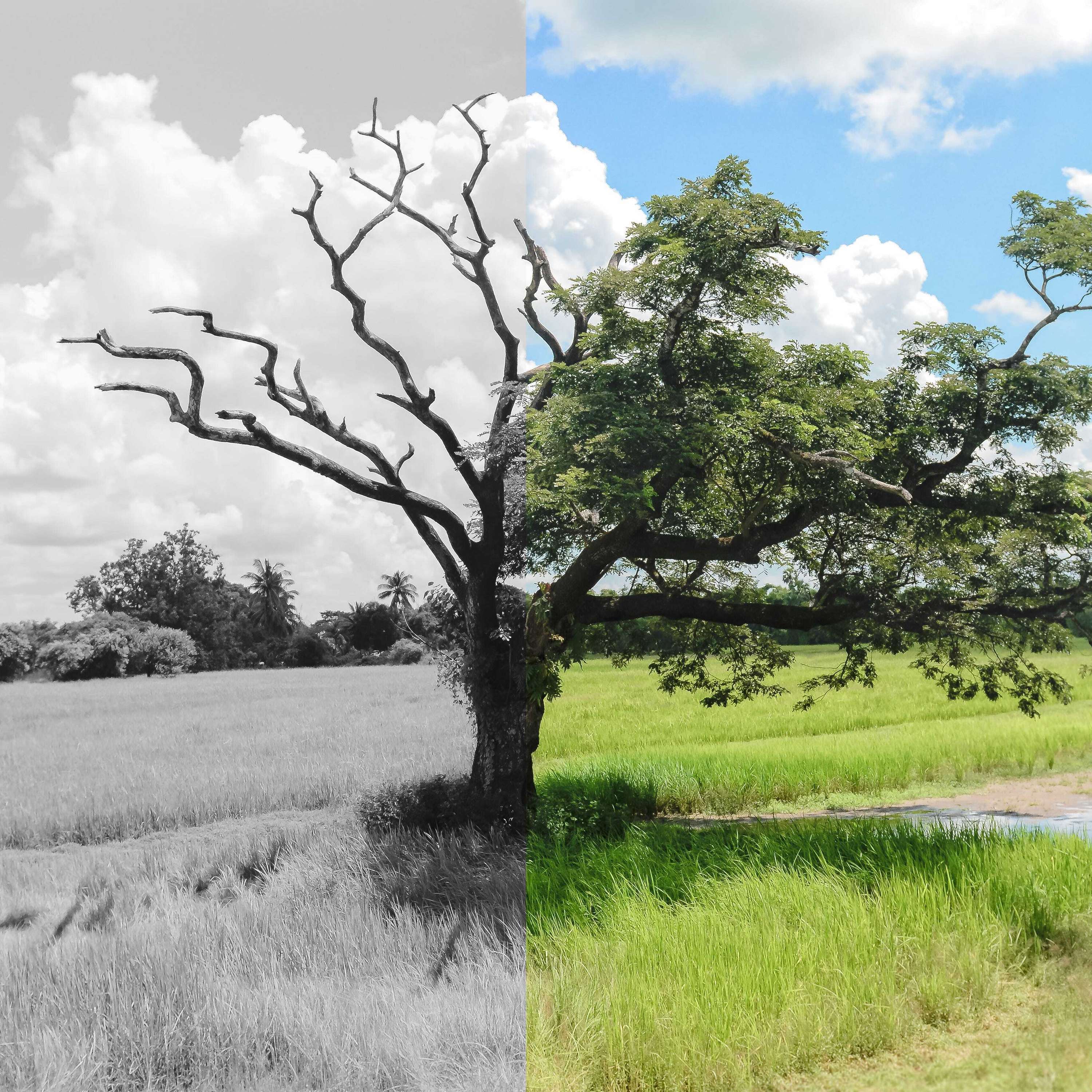 The Dr. Lee Warren Podcast