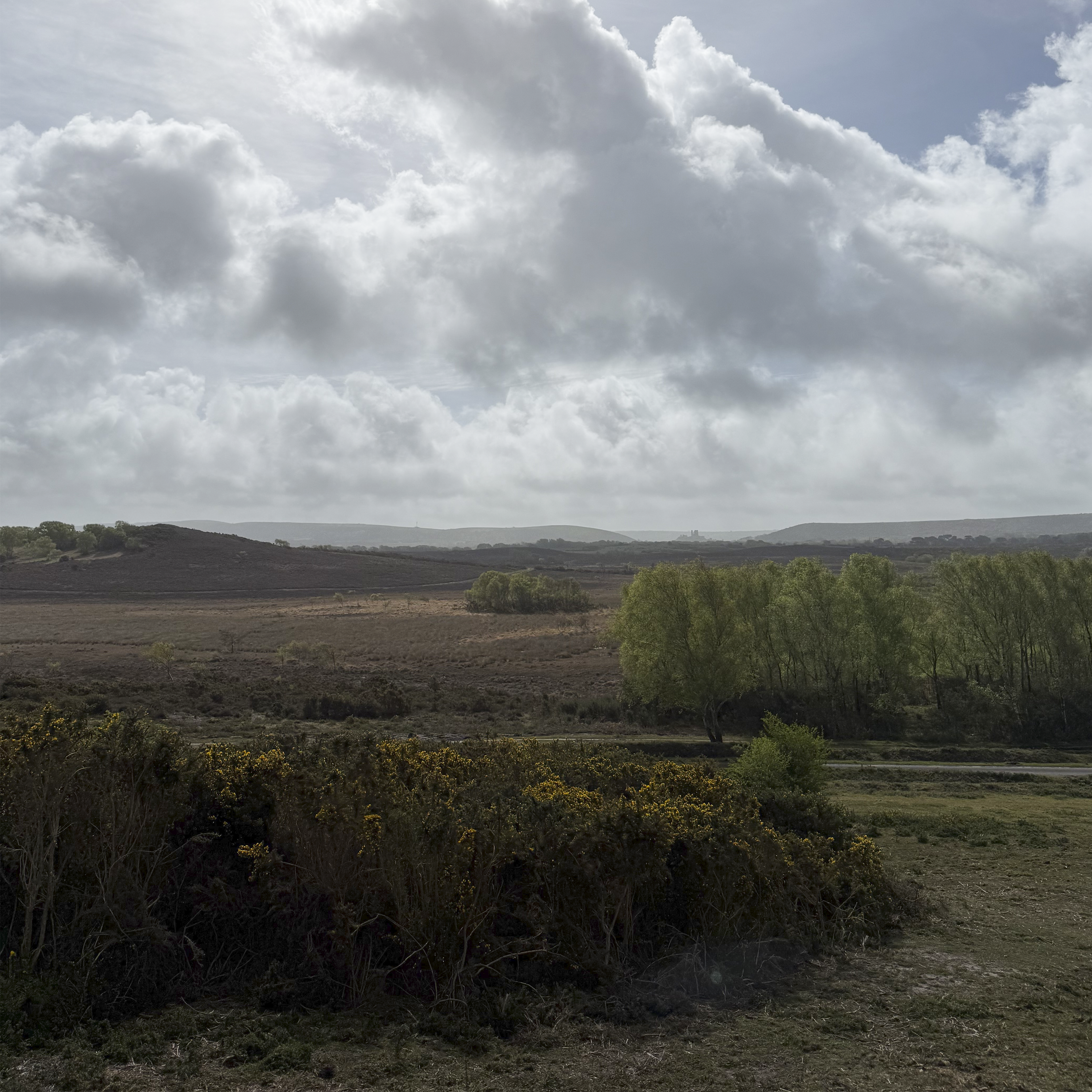Sound Escape 273. Hear the magic of willow warblers and chaffinches on the Isle of Purbeck