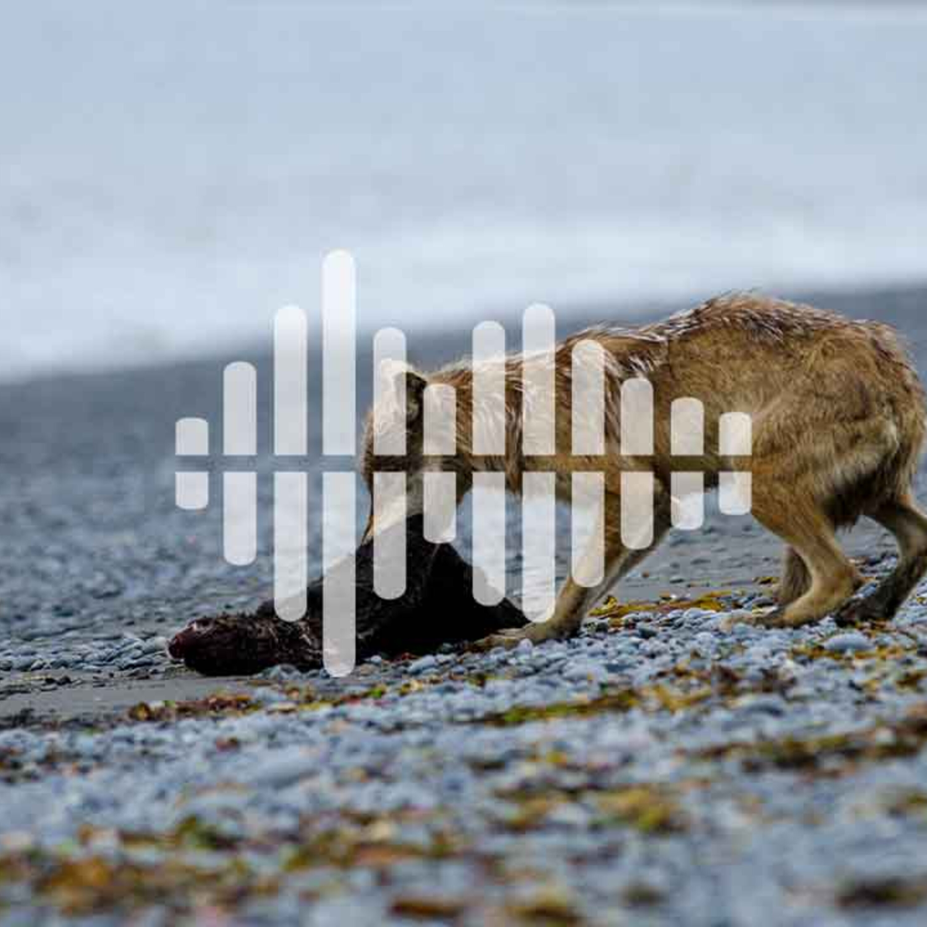 Wolves hunting otters, and chemical weathering in a warming world