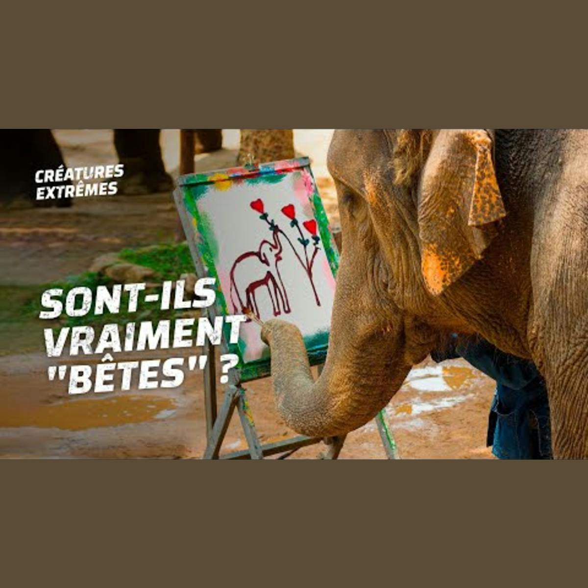 Les 7 animaux les plus intelligents Les 7 animaux les plus intelligents