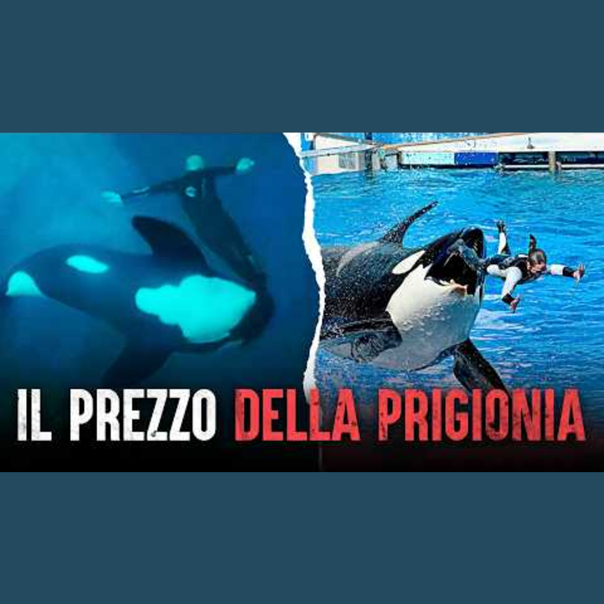 Intrattenimento mortale: il lato oscuro delle orche in cattività
