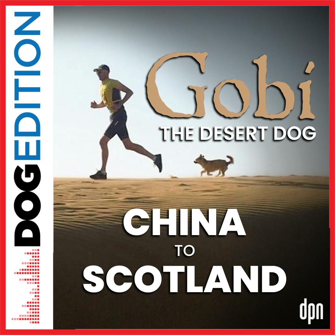 Gobi the Desert Dog: From China to Scotland | Dog Edition #57