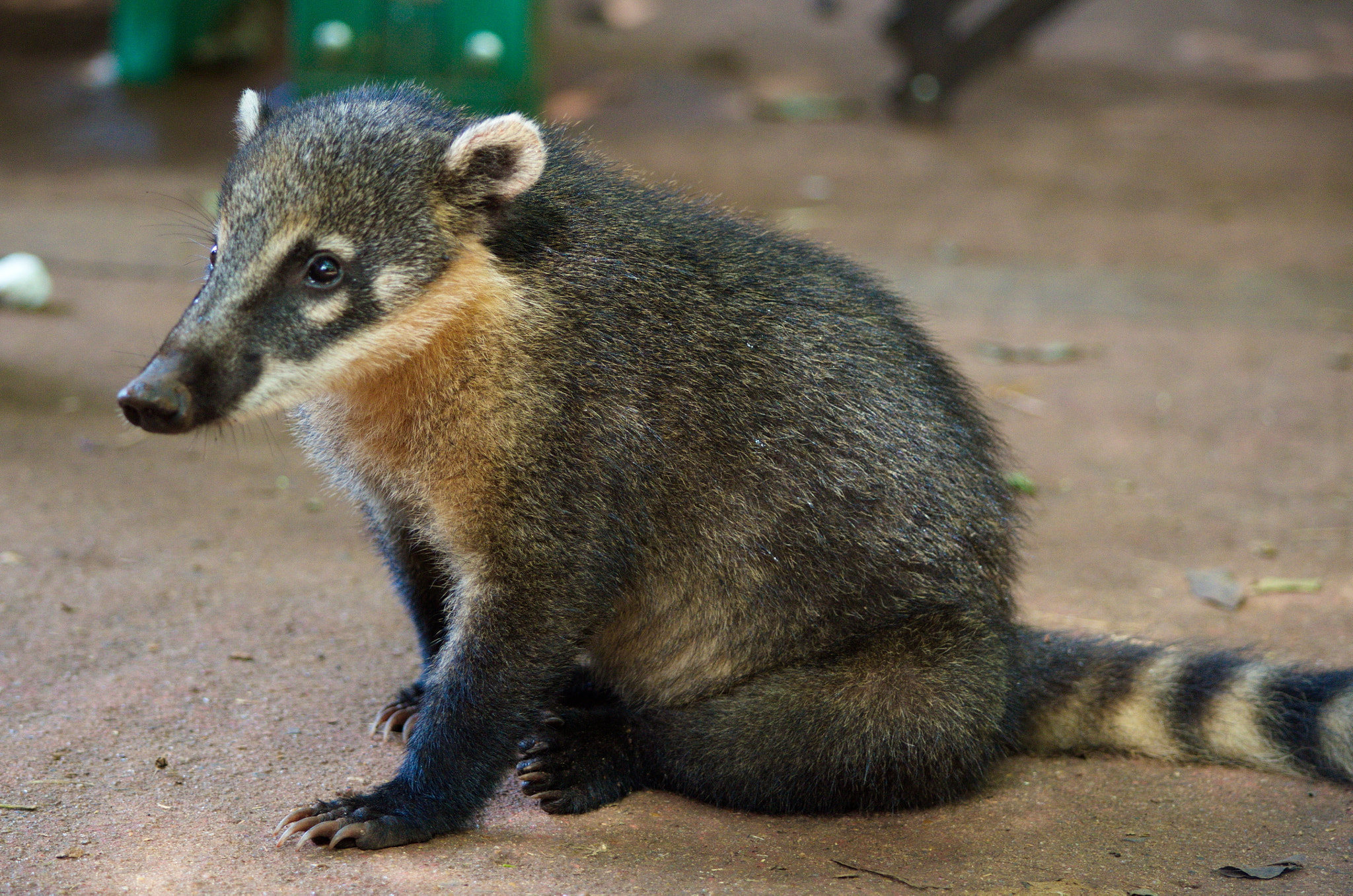 All Creatures Kids: Exploring the Coati  w/Luna