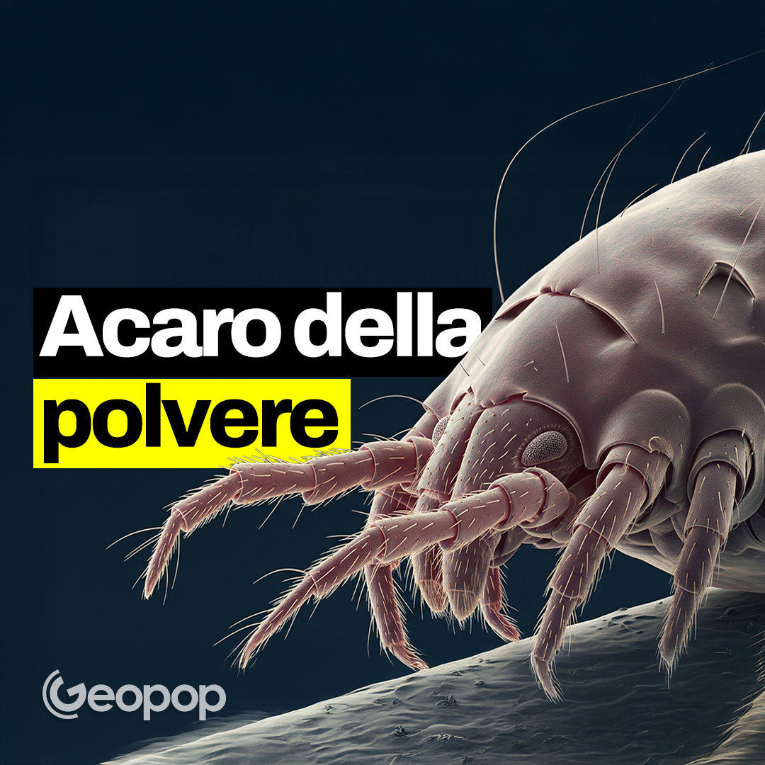 267 - L’acaro della polvere al microscopio: perché causa l’allergia e come combatterla