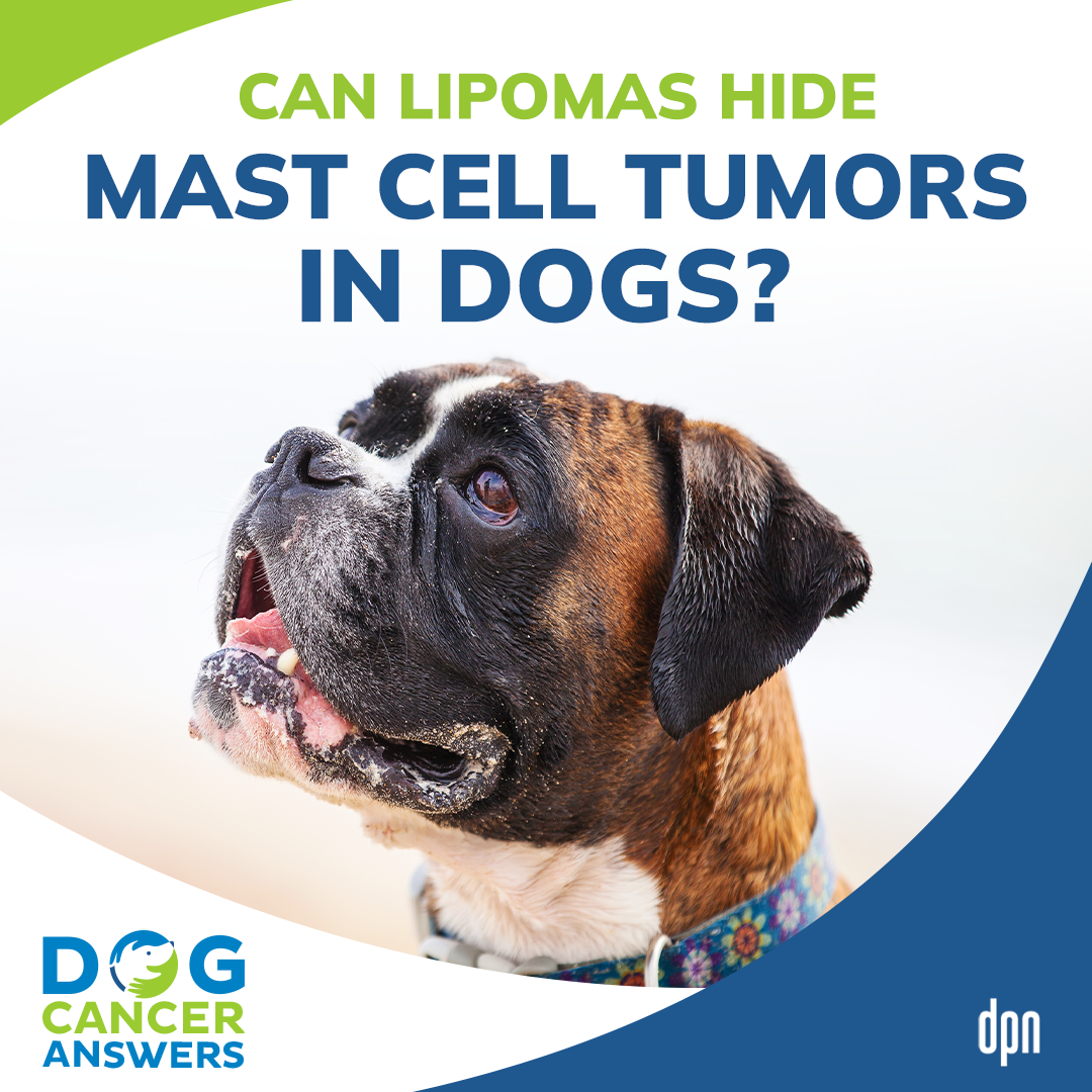 Can Lipomas Hide Mast Cell Tumors in Dogs? | Dr. Brooke Britton #184