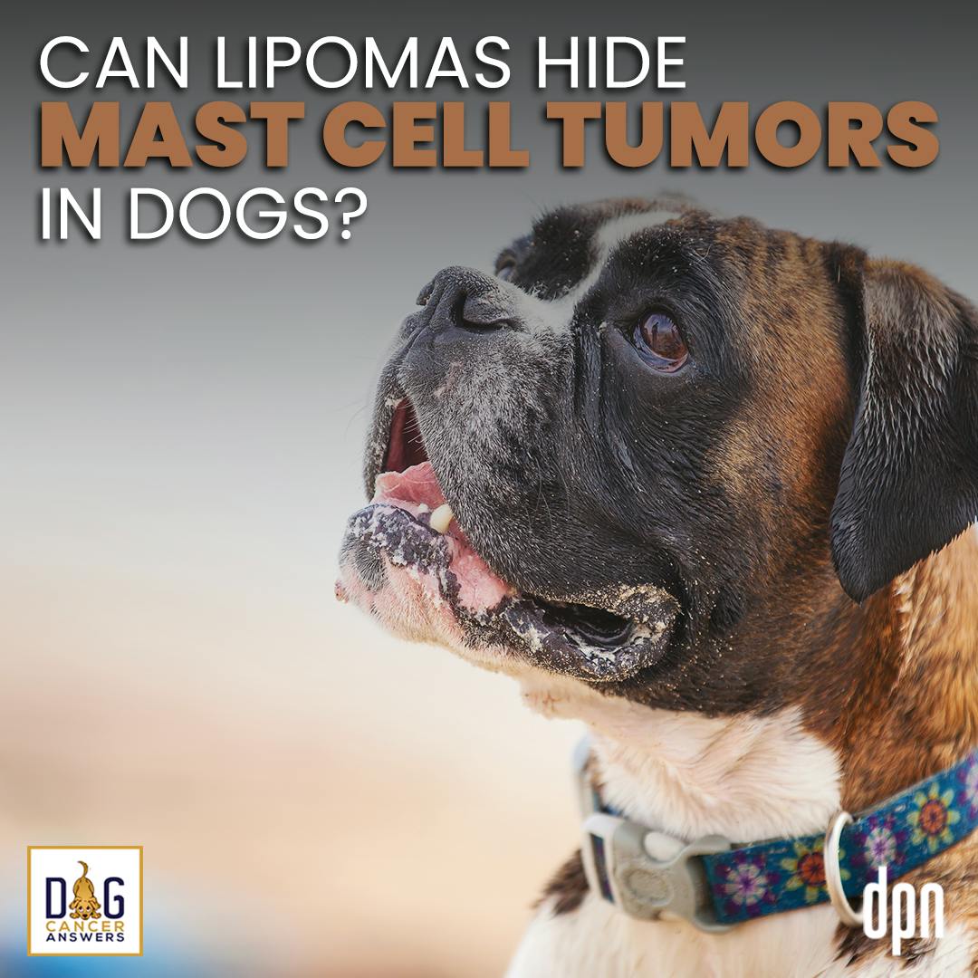 Can Lipomas Hide Mast Cell Tumors in Dogs? | Dr. Brooke Britton #184