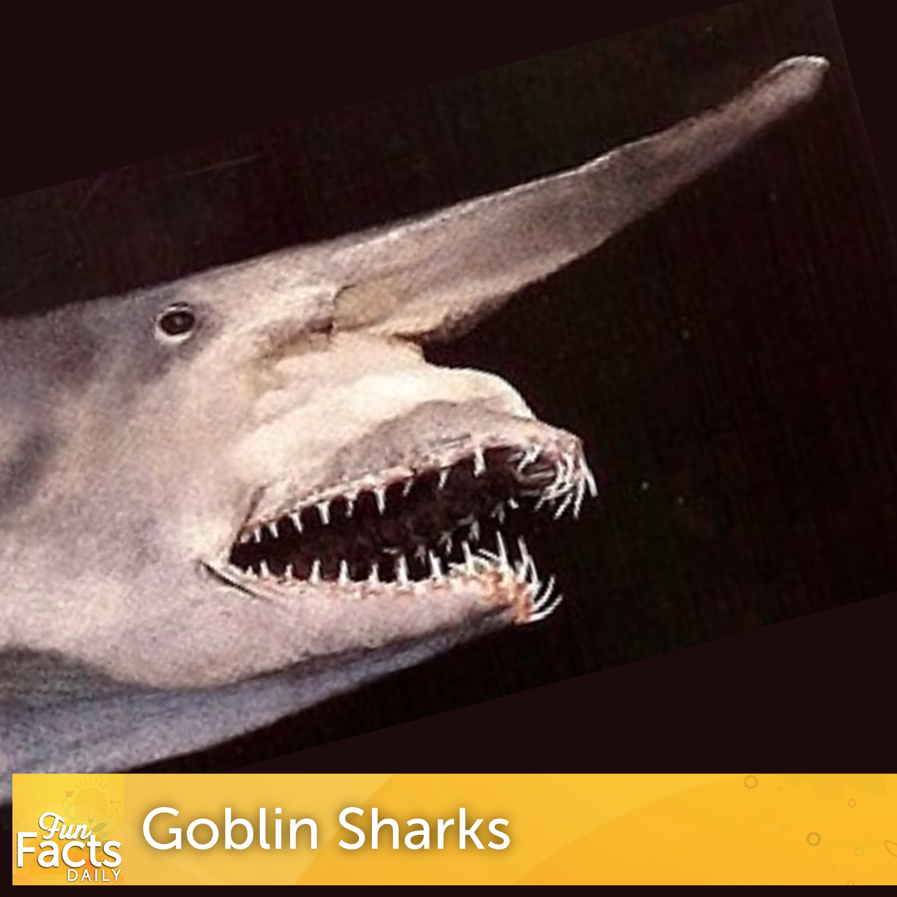 Fun Facts About Goblin Sharks episode artwork