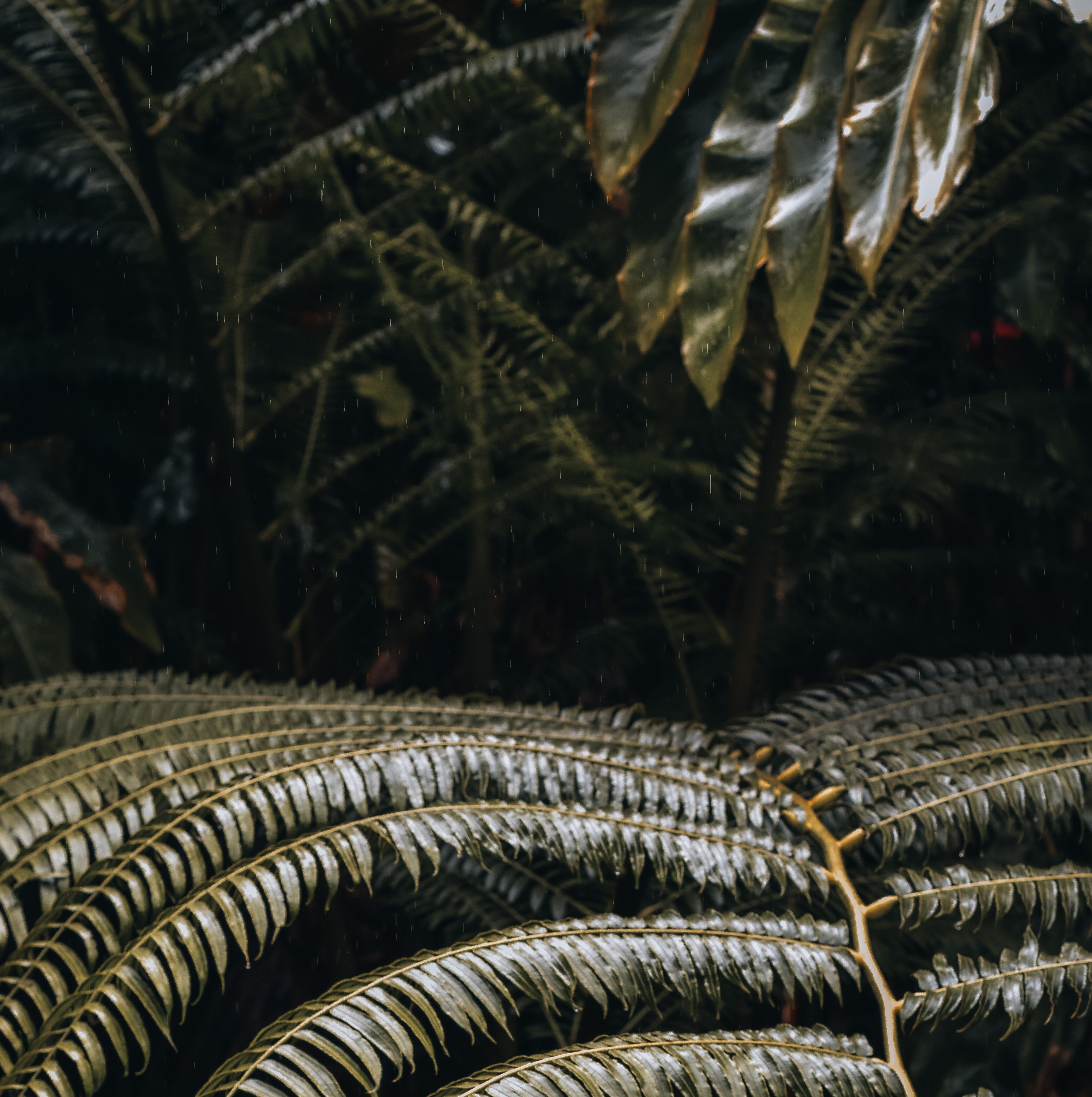 Soft Rainforest Rain: 3-Hour Rain Shower Sounds for Blissful Sleepiness
