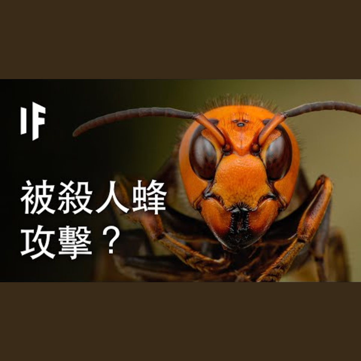 如果你被殺人蜂攻擊？｜ 大膽科學 episode artwork