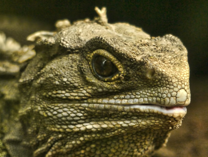 Tuatara: A Window Into the Age of Dinosaurs