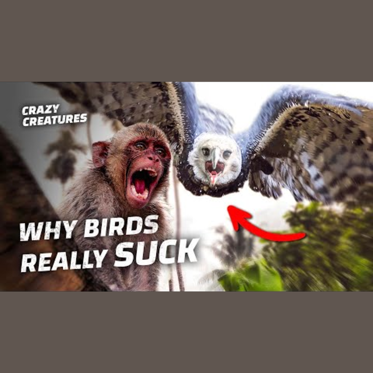 Why Birds Face Backlash Online episode artwork