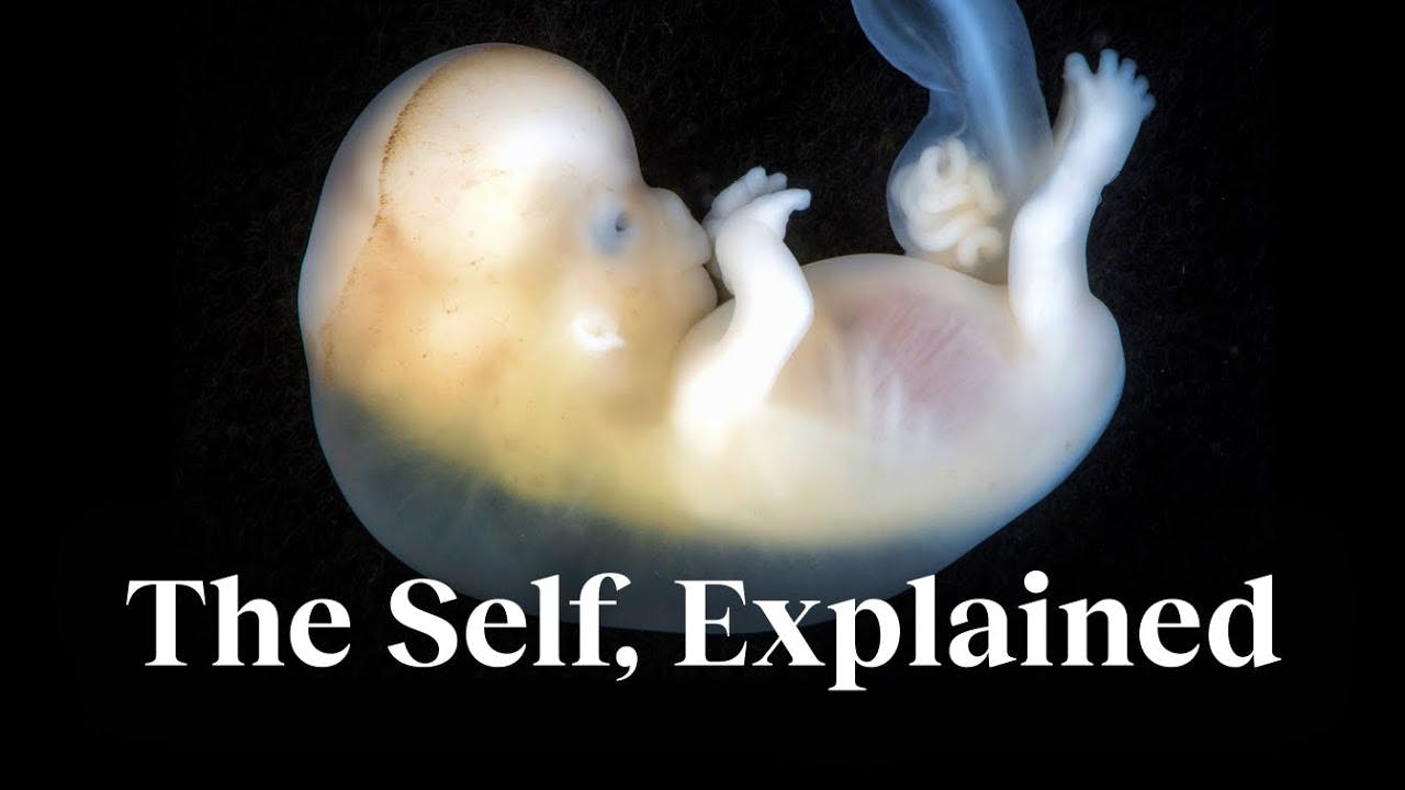 The science of the âselfâ â explained by a biologist | Michael Levin The science of the âselfâ â explained by a biologist | Michael Levin