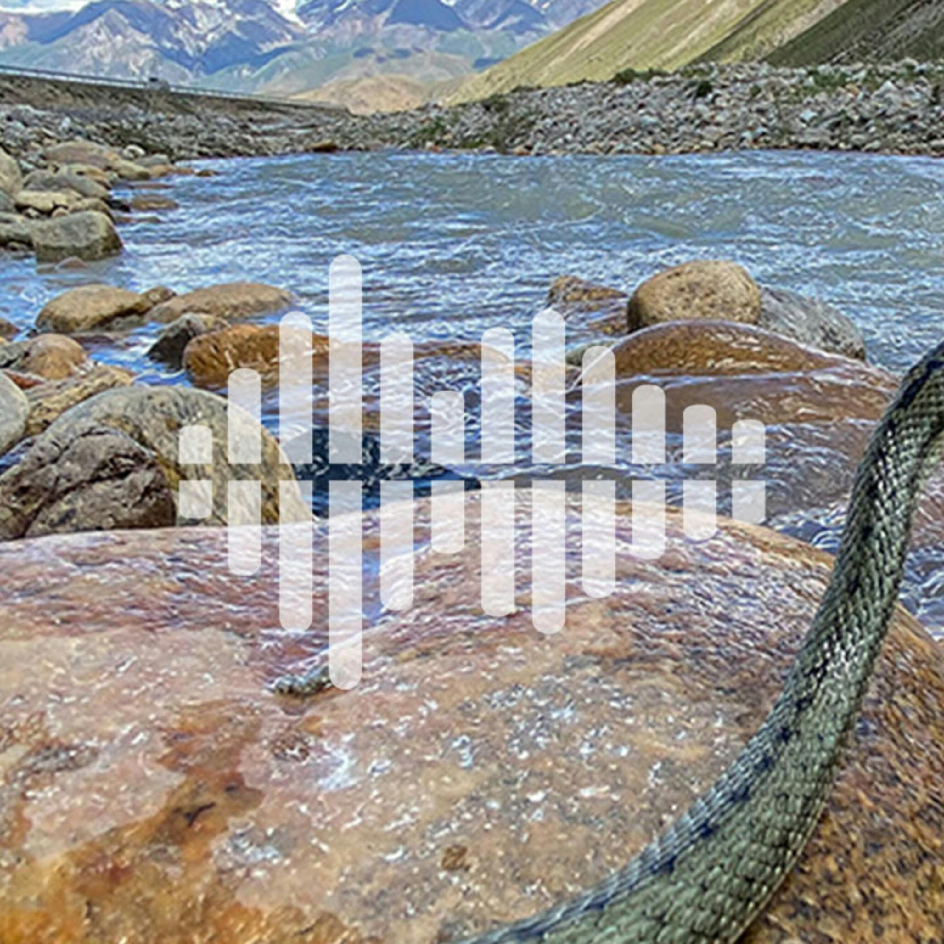 Snakes living the high-altitude life, and sending computing power to the edges of the internet