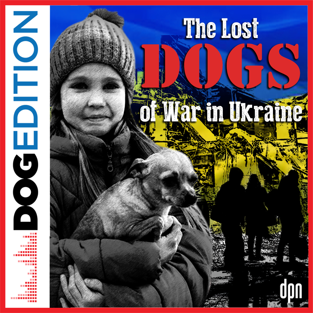 The Lost Dogs of War in Ukraine | Dog Edition #55
