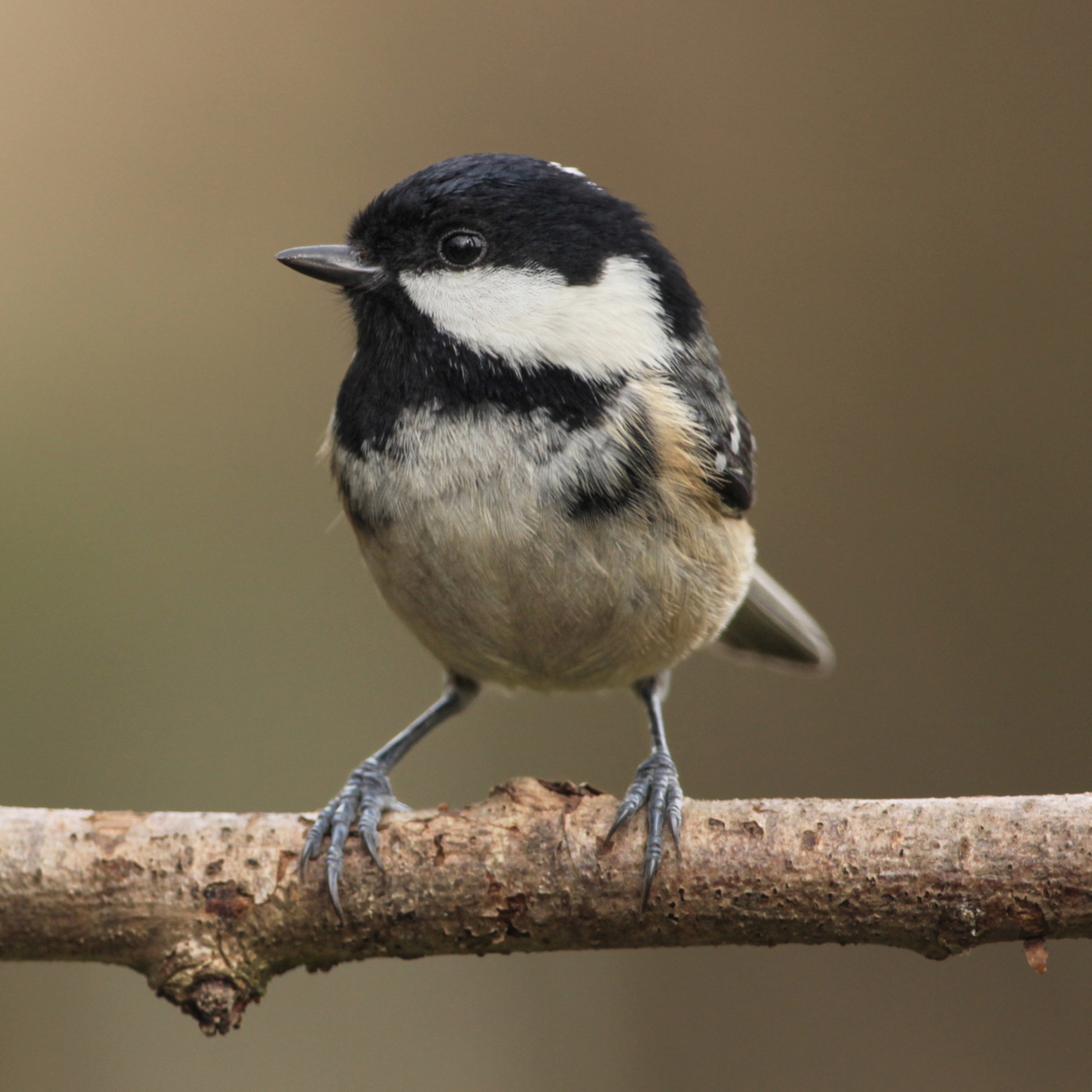 Sound Escape 160. A gentle morning's chorus of birds in a leafy suburb