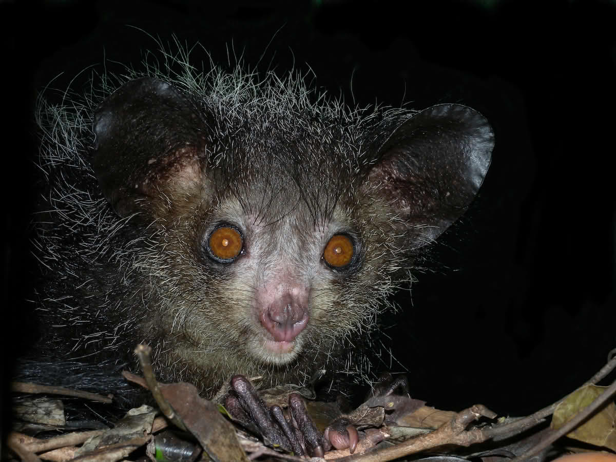Creepy, Cool, and Critically Endangered — The Aye-Aye Story