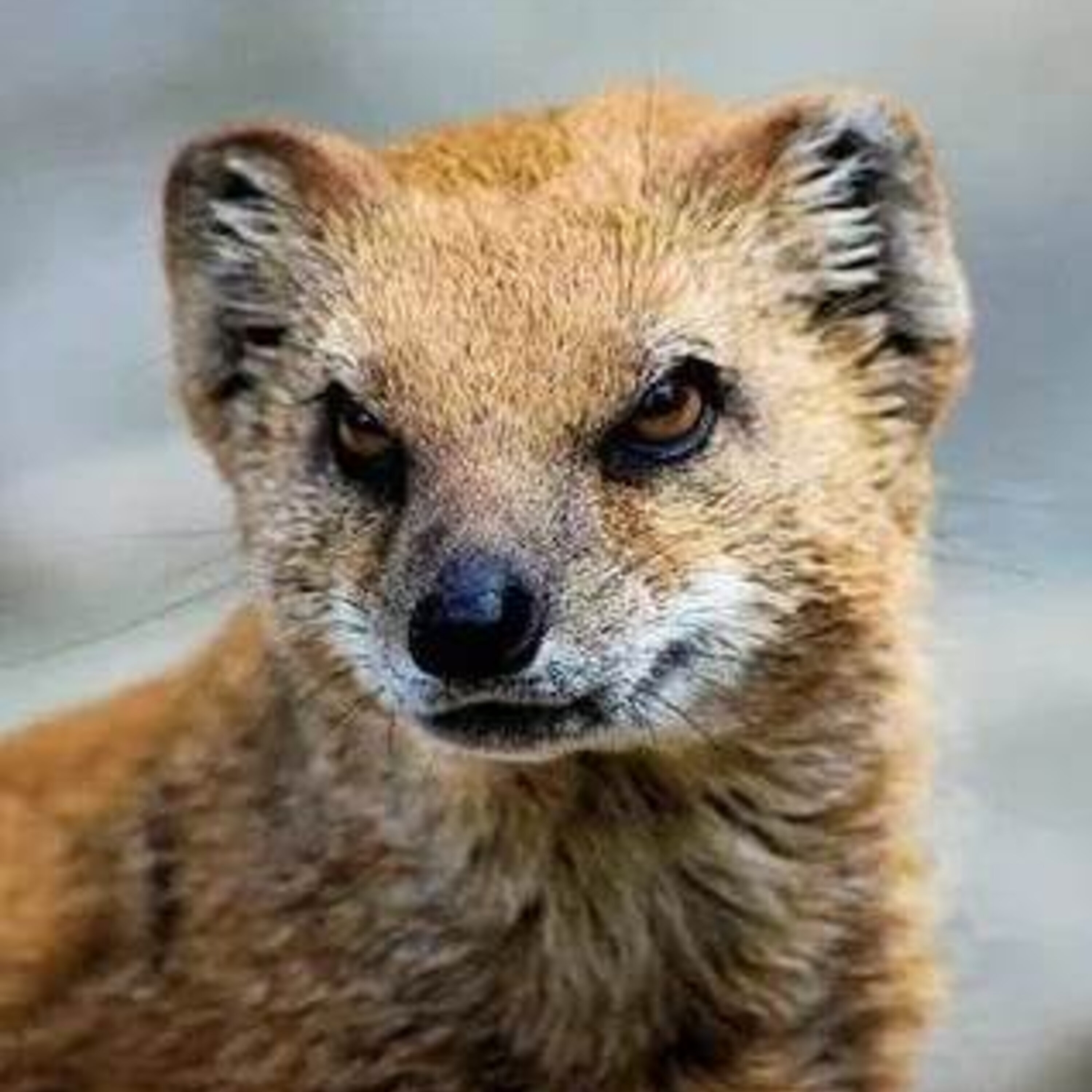 Crazy Cryptids: Gef the Talking Mongoose - A Searchers Podcast