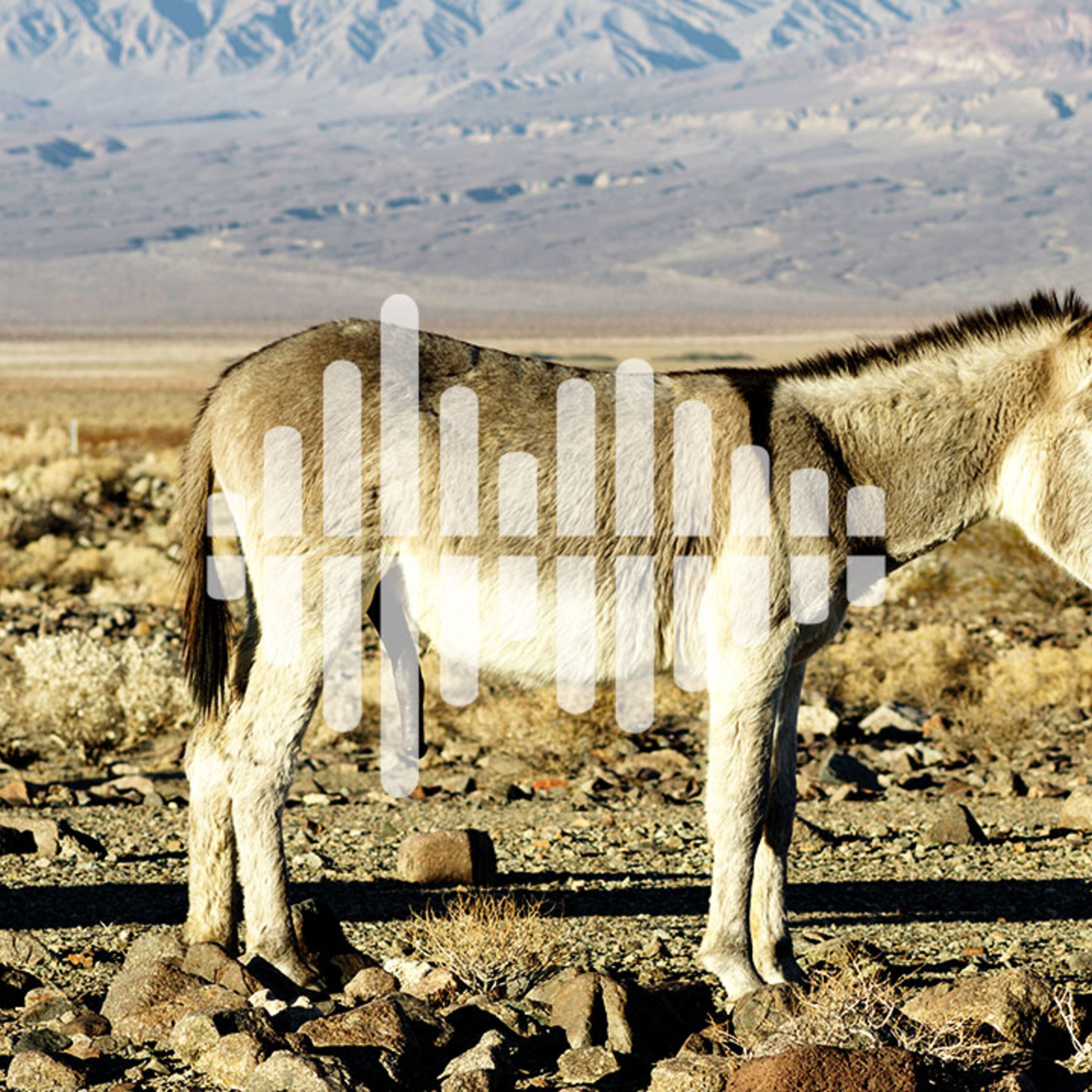 Cougars caught killing donkeys in Death Valley, and decoding the nose
