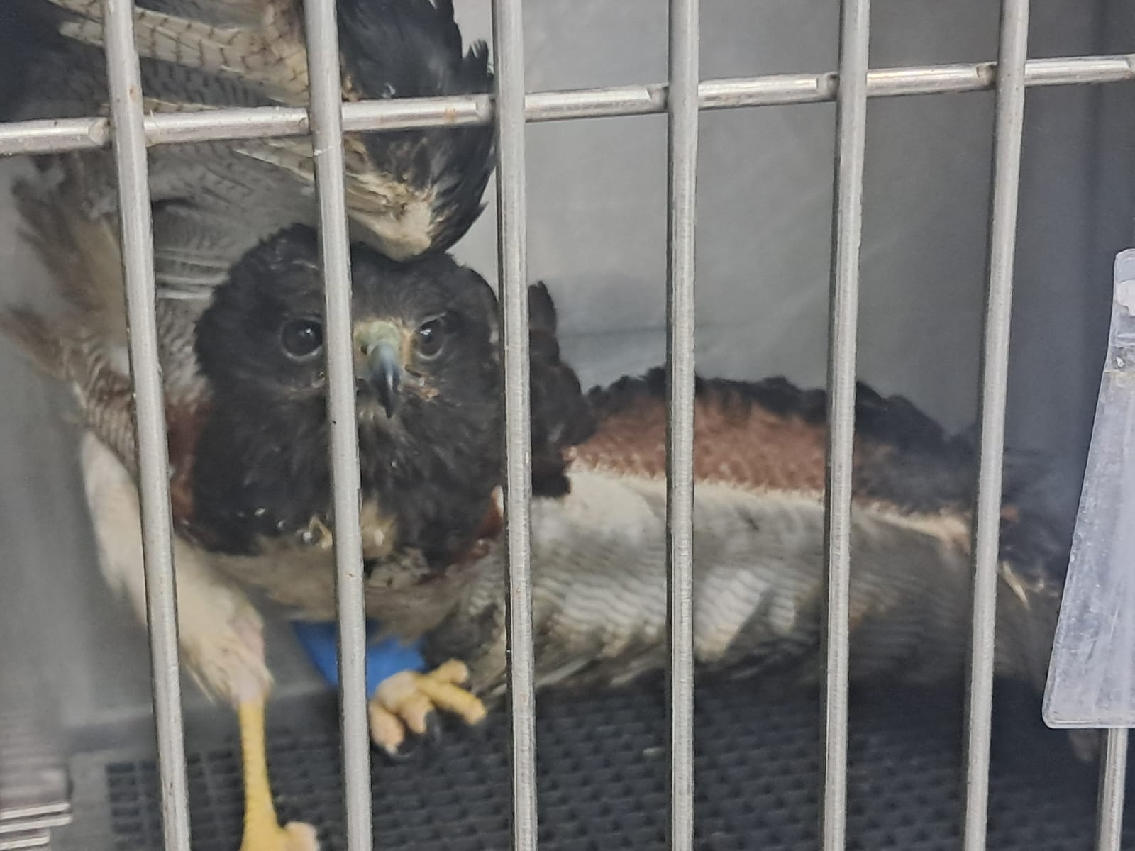 Oito em cada dez animais silvestres em reabilitação são vítimas do tráfico; conheça recuperação