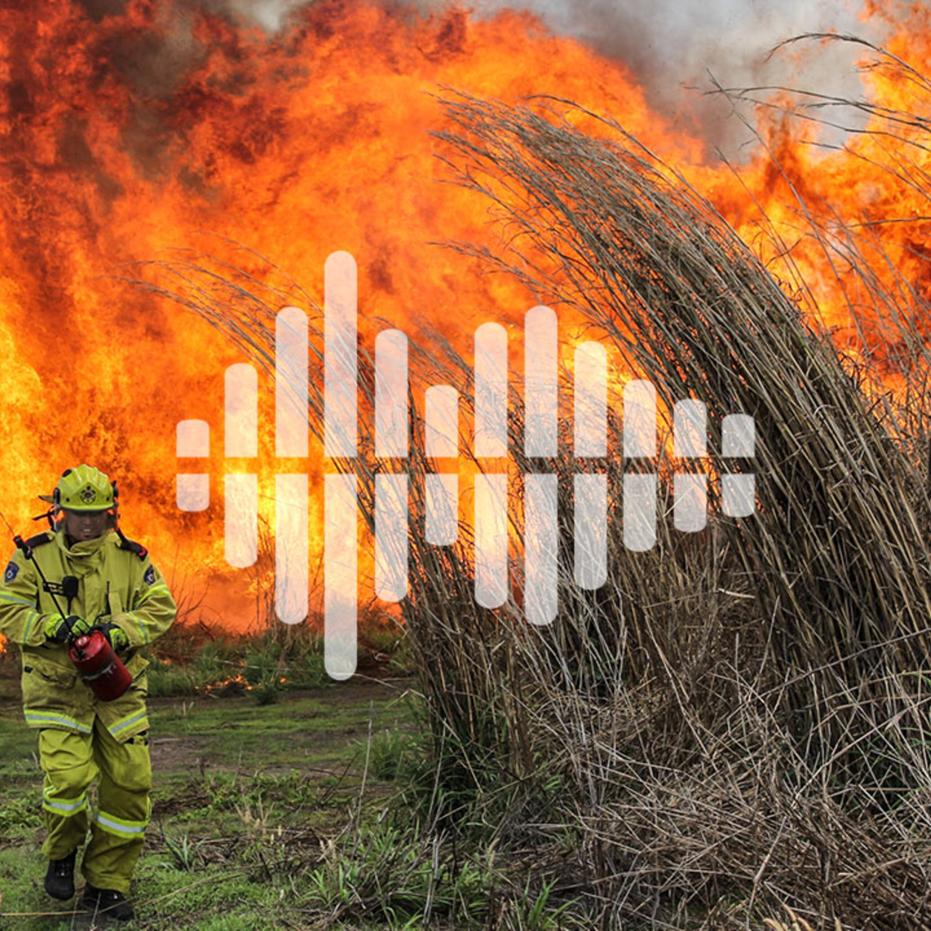 Invasive grasses get help from fire, and a global map of ant diversity