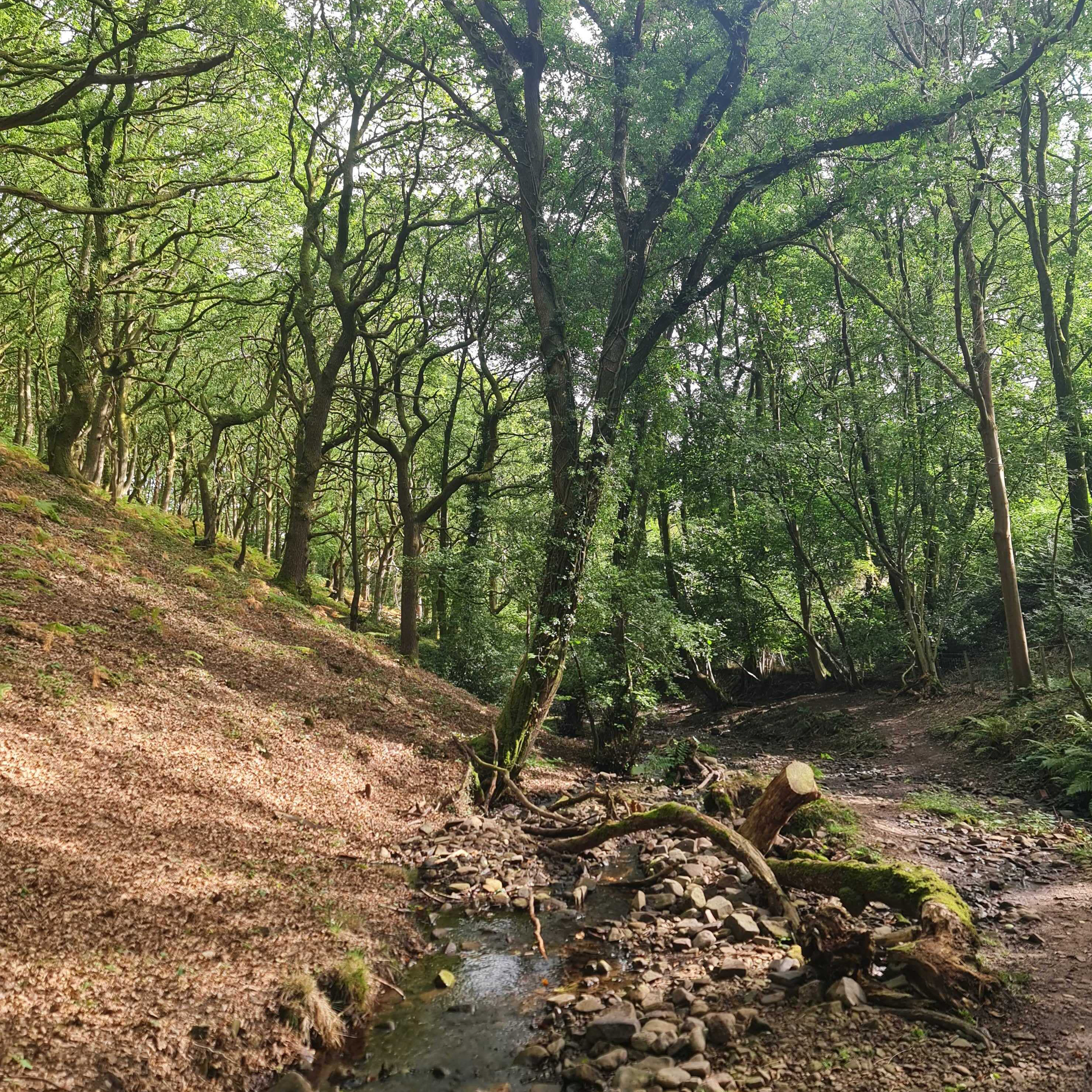 Sound Escape 291. The soft sounds of an autumn woodland walk