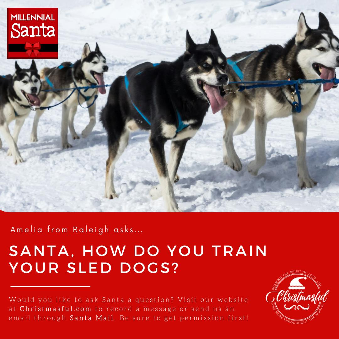 How do you train your sled dogs, Santa? (Amelia from Raleigh) How do you train your sled dogs, Santa? (Amelia from Raleigh)