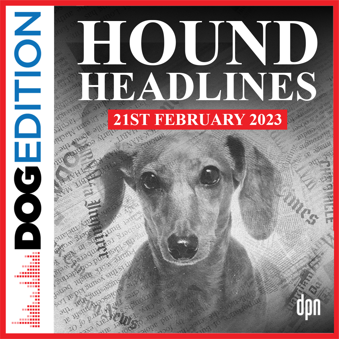 Hound Headlines 2/21/23 | Dog Edition #84