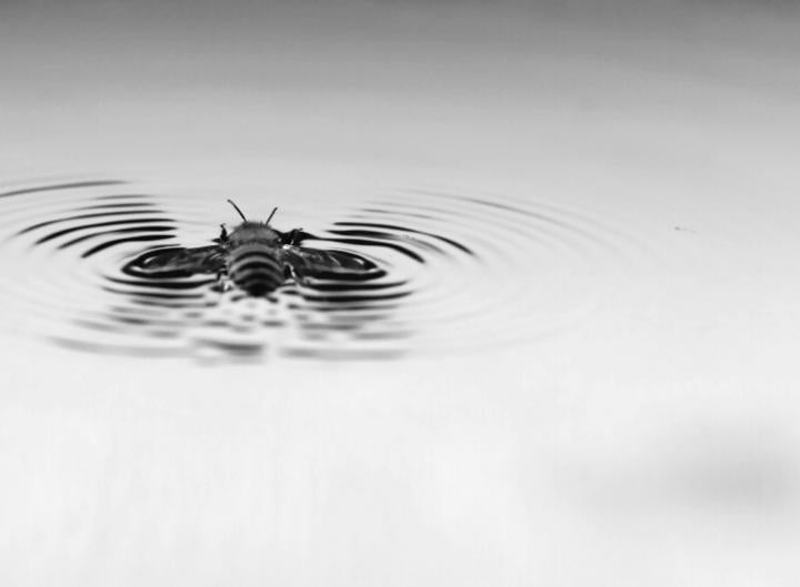 ¡Investigación! Se descubren emociones y sentimientos en la mente de los insectos