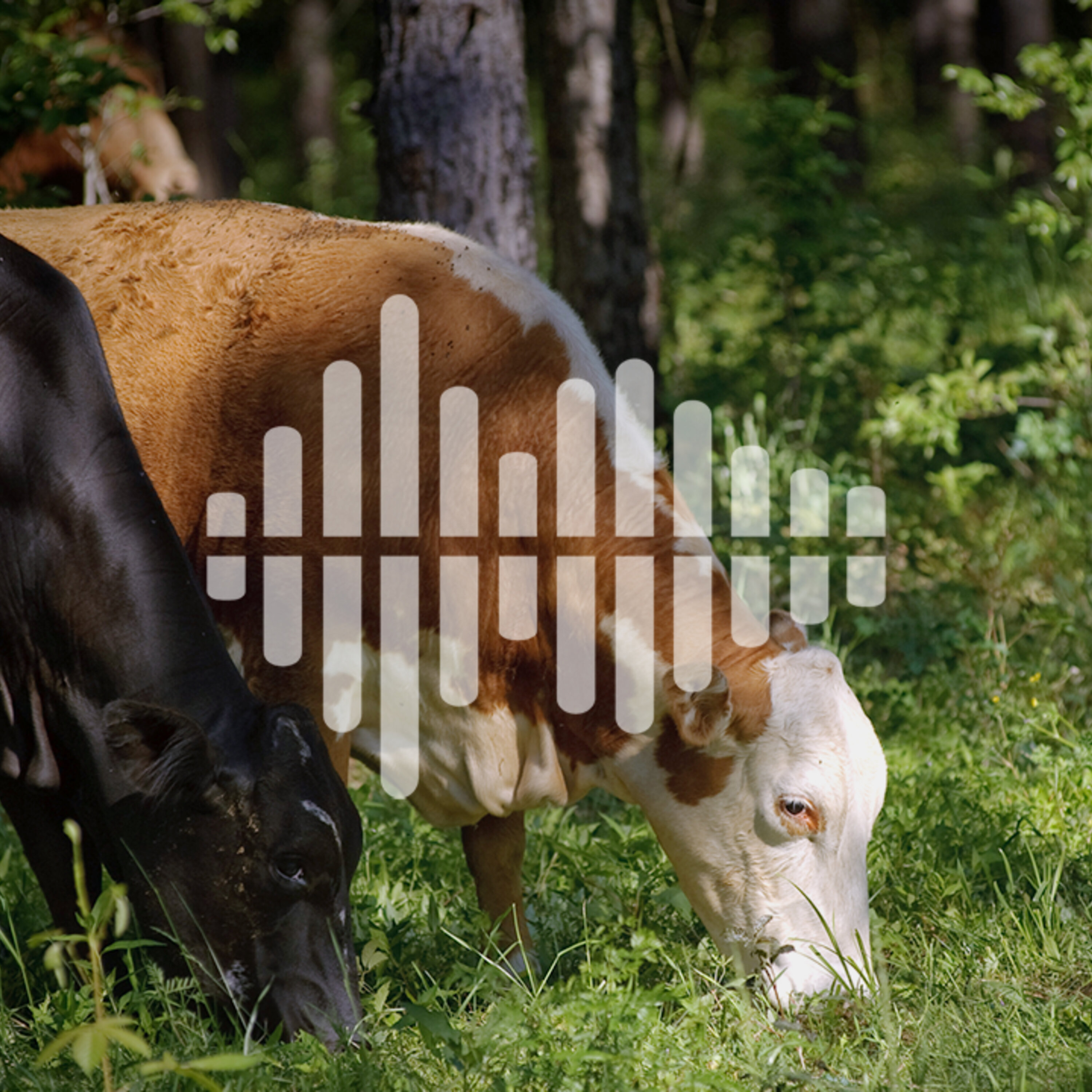 Using waste to fuel airplanes, nature-based climate solutions, and a book on Indigenous conservation