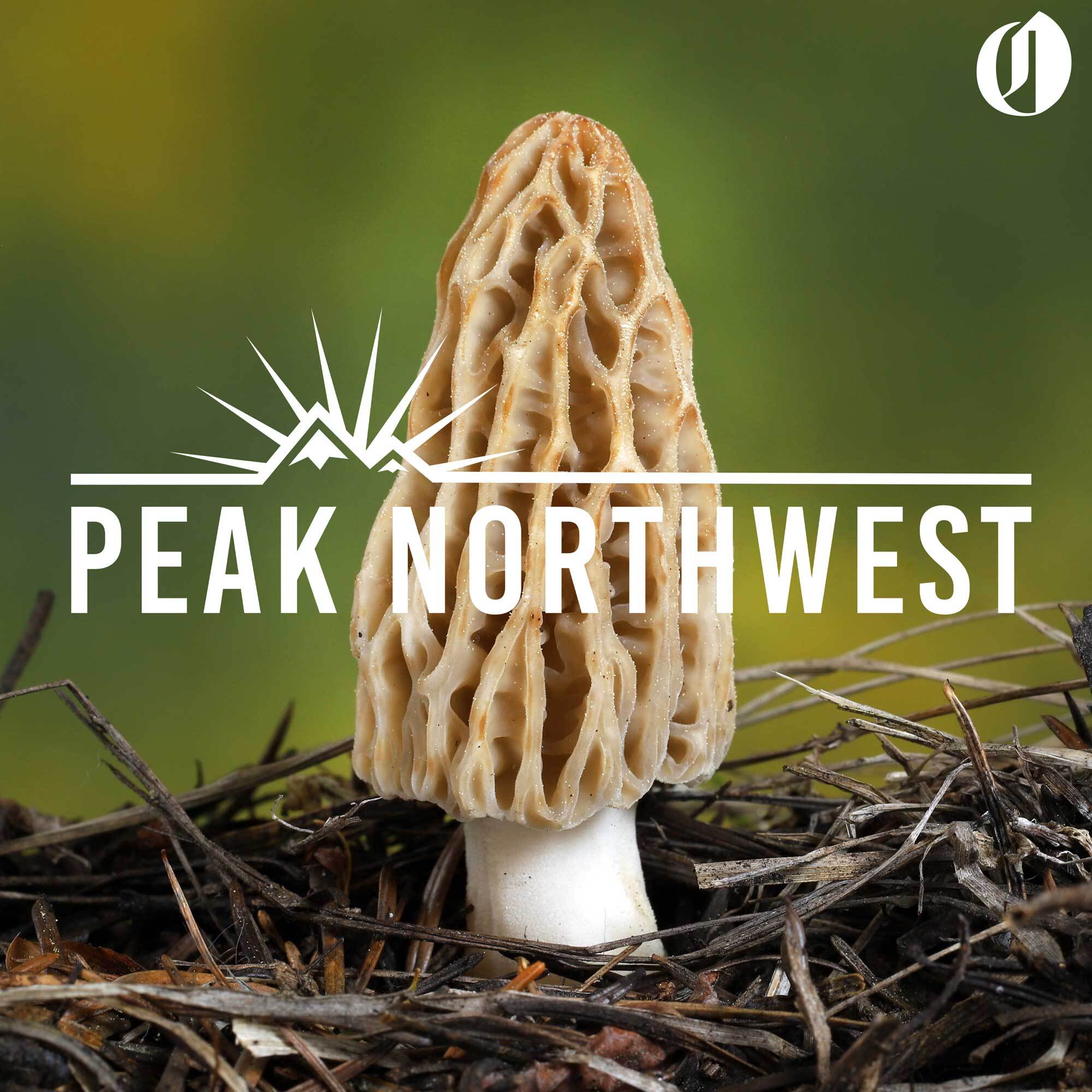 Morel season is here: How to forage for the delicious mushrooms in Oregon