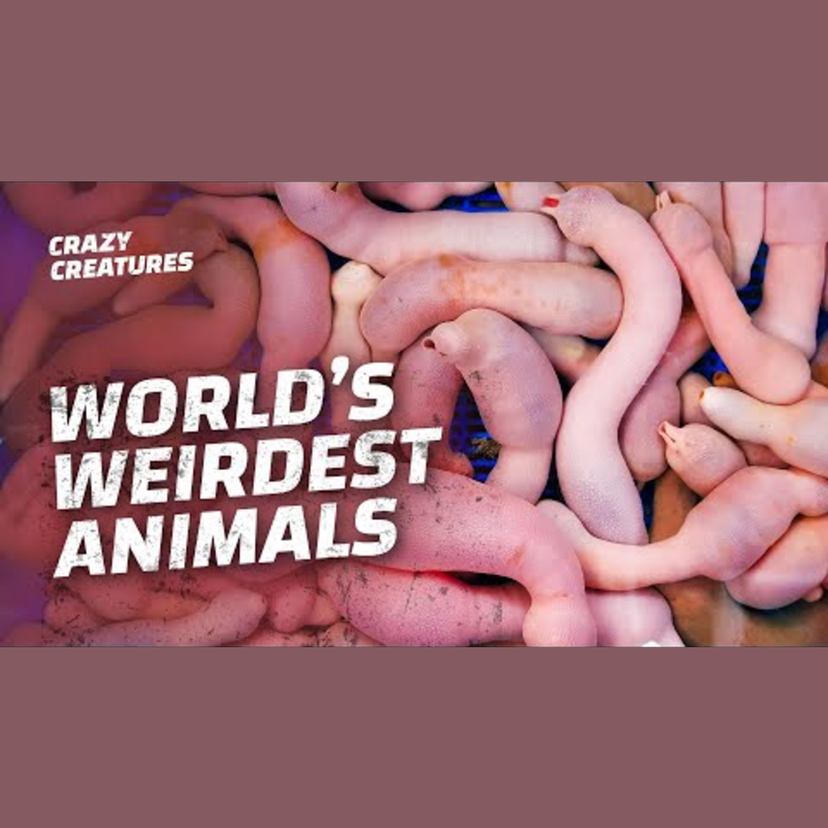 Discover Bizarre Animals You Must See episode artwork