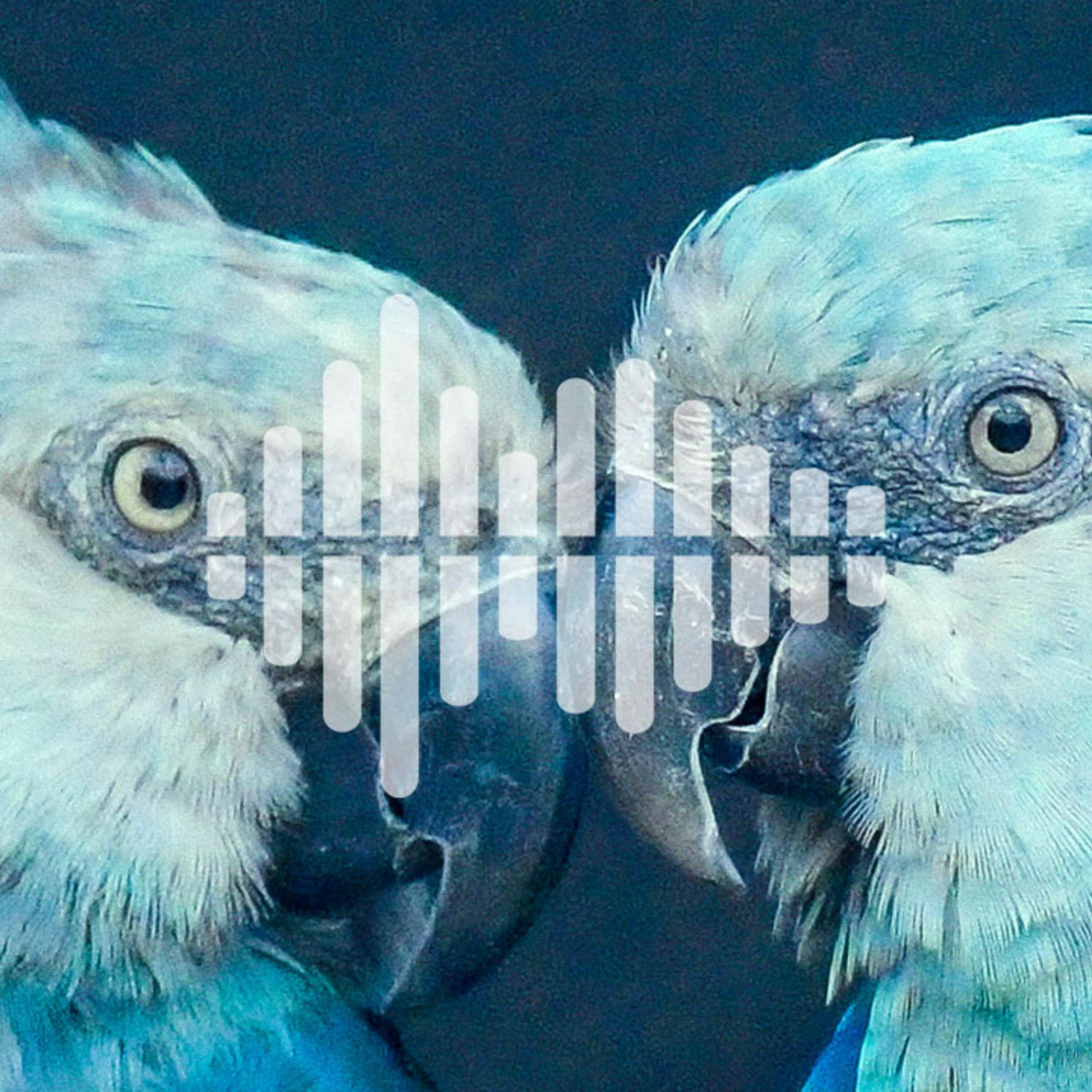 Saving the Spix’s macaw, and protecting the energy grid
