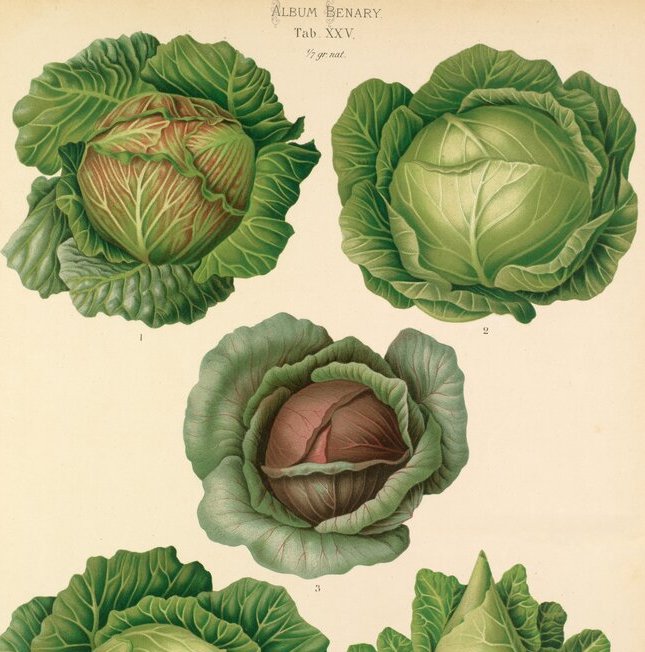 516 – Incredible ivy, vegetable folklore and autumn planting essentials