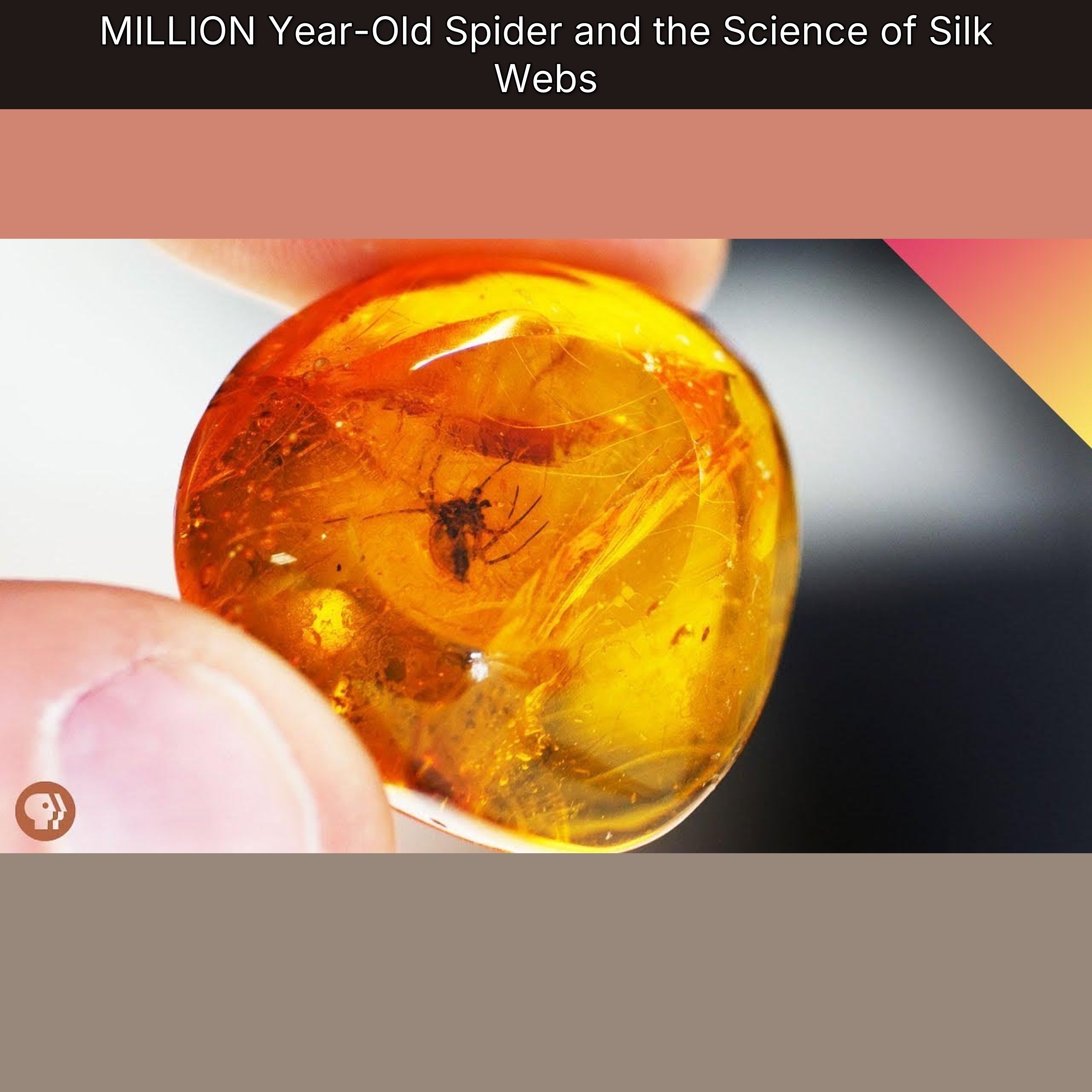 MILLION Year-Old Spider and the Science of Silk Webs episode artwork