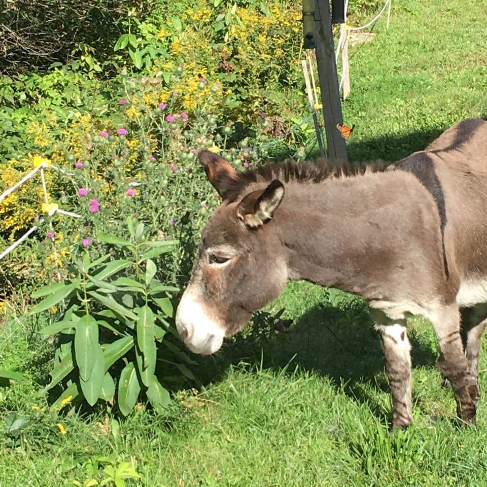Troubadours and Raconteurs with E.W. Conundrum Demure - Conversation, Essays, Poetry & Music.