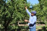 Peach Farmers Forced to Adjust After Major Buyer Enters Bankruptcy