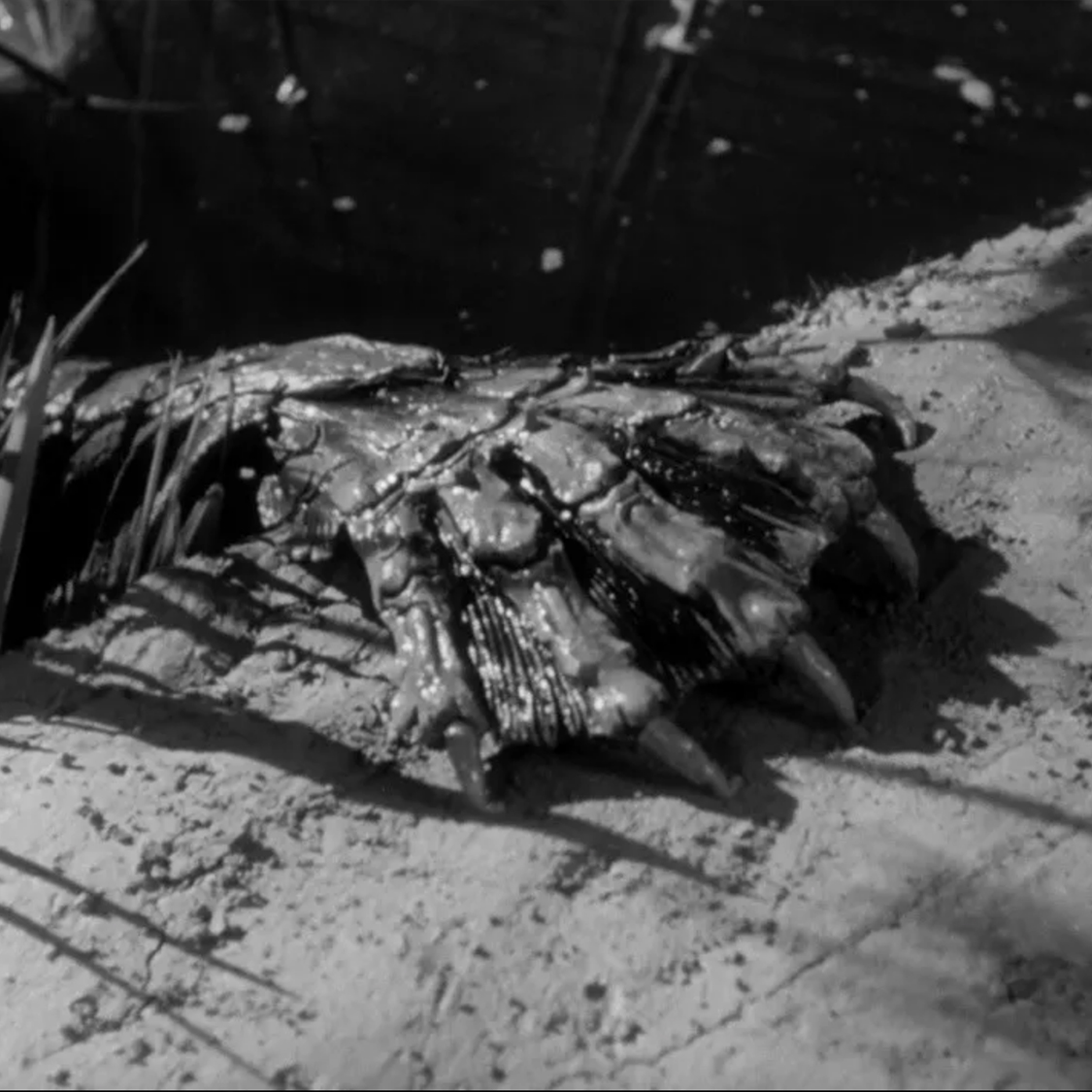 Creature of the Black Lagoon (1954)