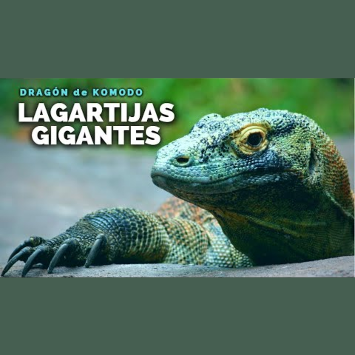 Animalogic En Español