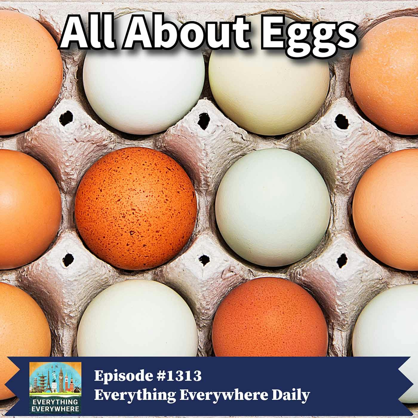 Everything You Ever Wanted To Know About Eggs