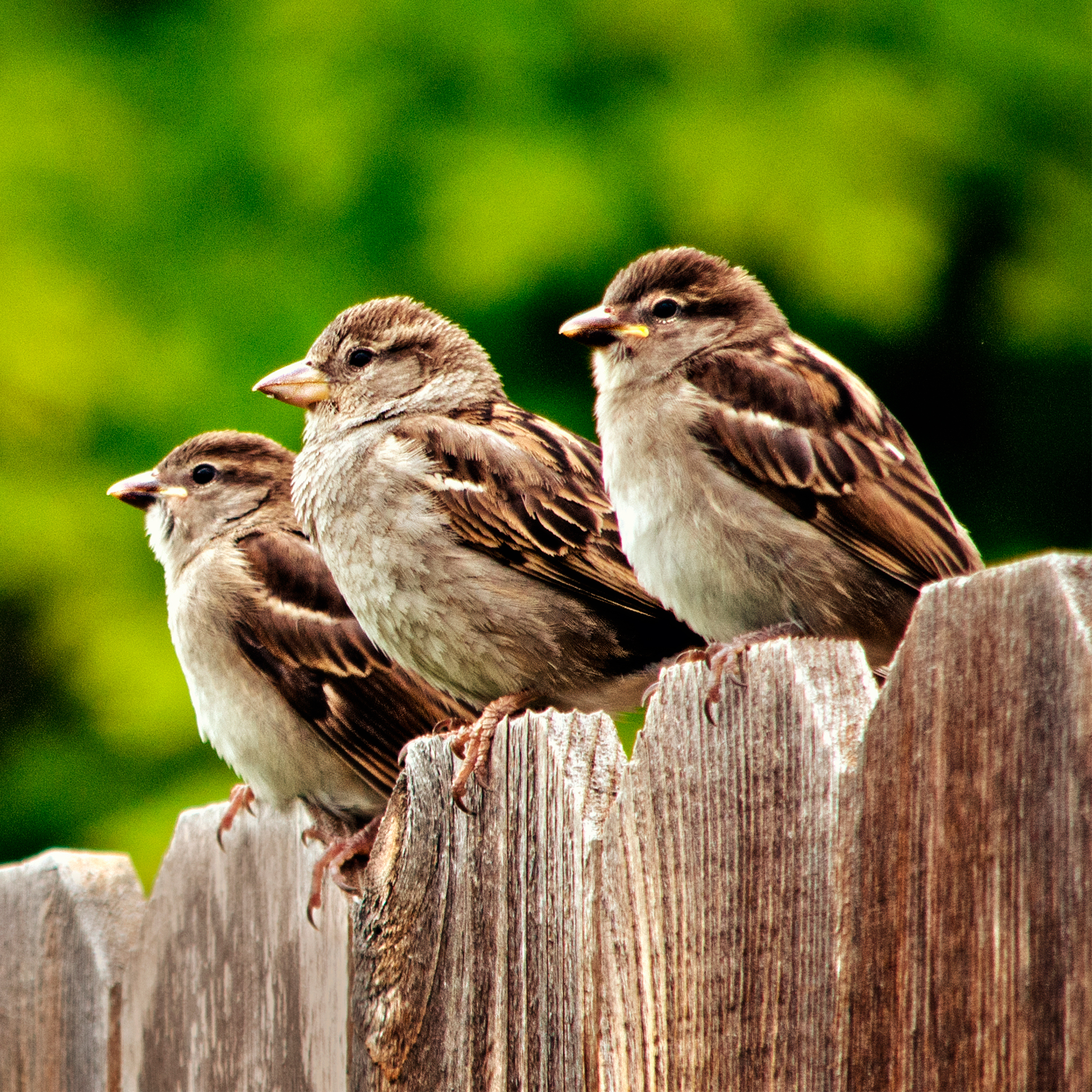 Sound Escape 227. Enjoy the conversations from a colony of sparrows